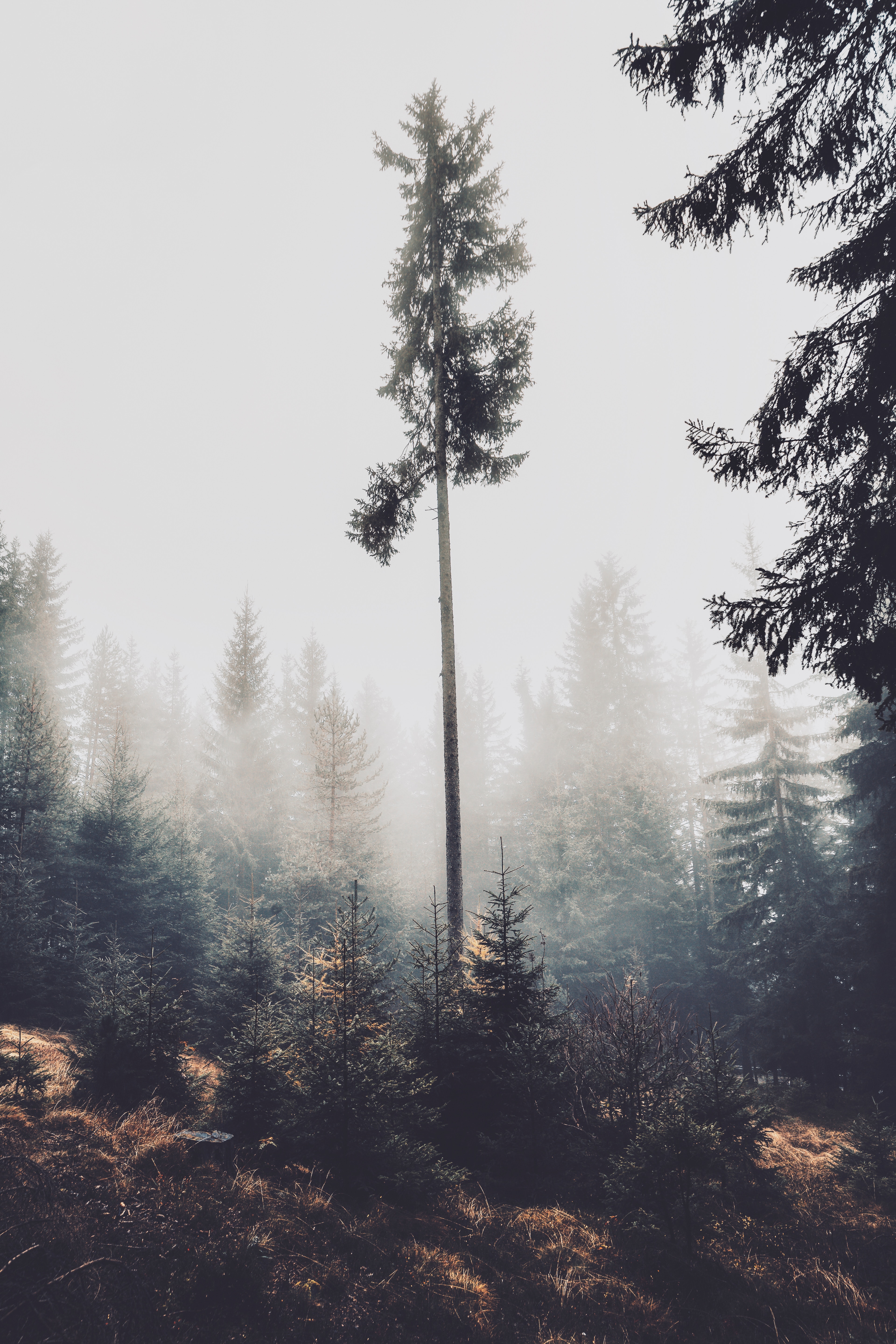 120704 descargar fondo de pantalla naturaleza, árboles, pino, conífero, bosque, niebla: protectores de pantalla e imágenes gratis