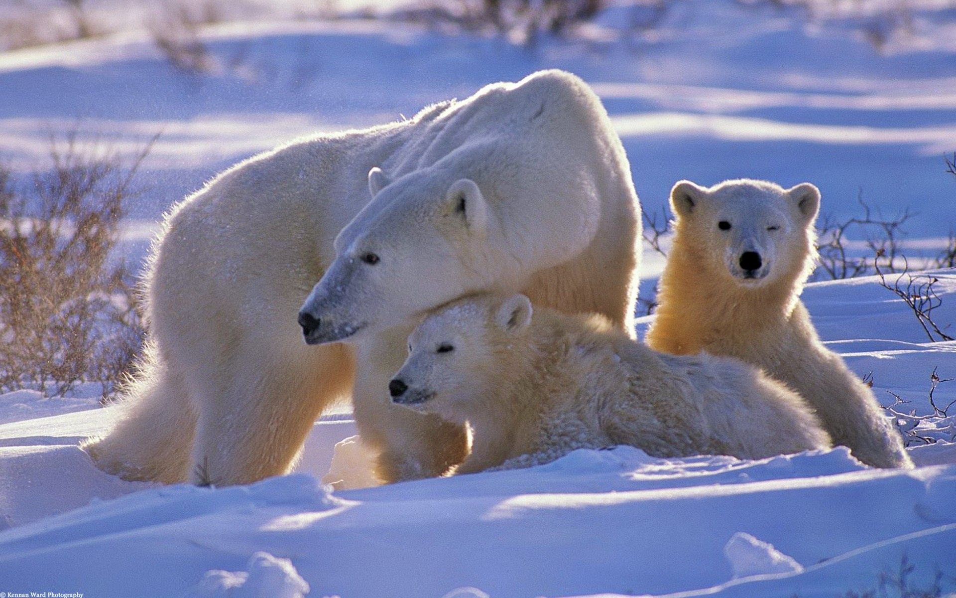 151859 descargar fondo de pantalla paseo, animales, nieve, joven, soportar, oso, una familia, familia, cachorros, oso polar: protectores de pantalla e imágenes gratis