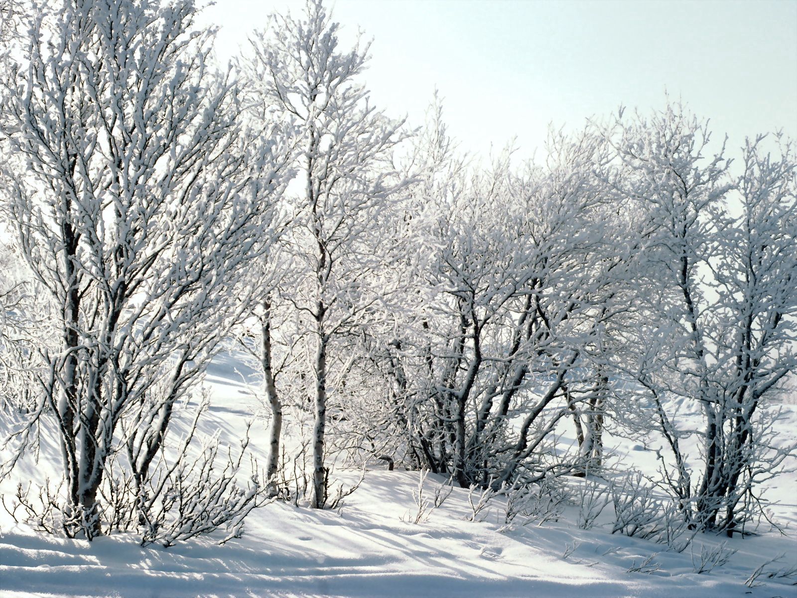 Скачать картинку Мороз, Снег, Ветки, Деревья, Природа, Иней, Березы в телефон бесплатно.