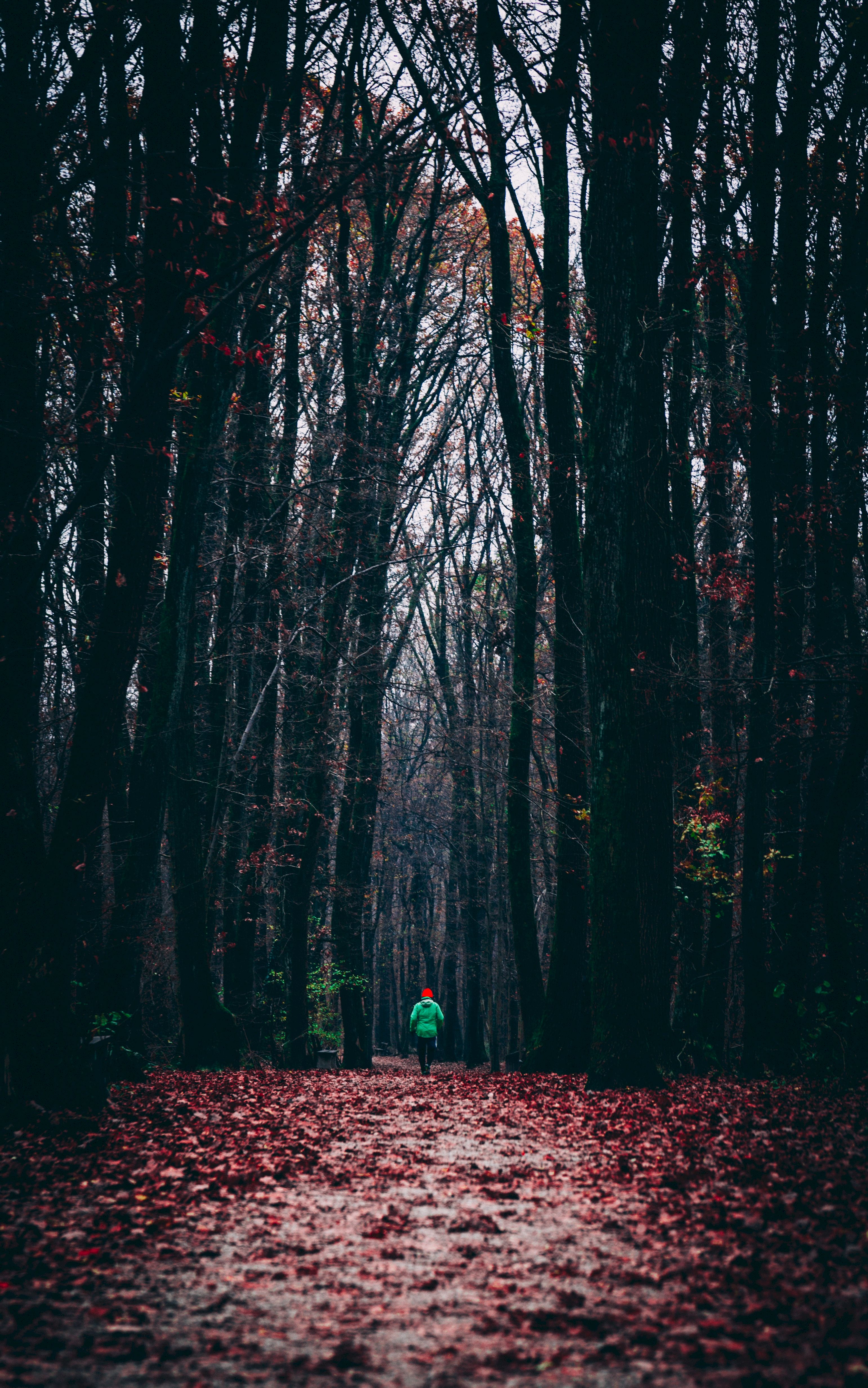desktop Images forest, nature, autumn, foliage, human, person, alone, lonely, run, running