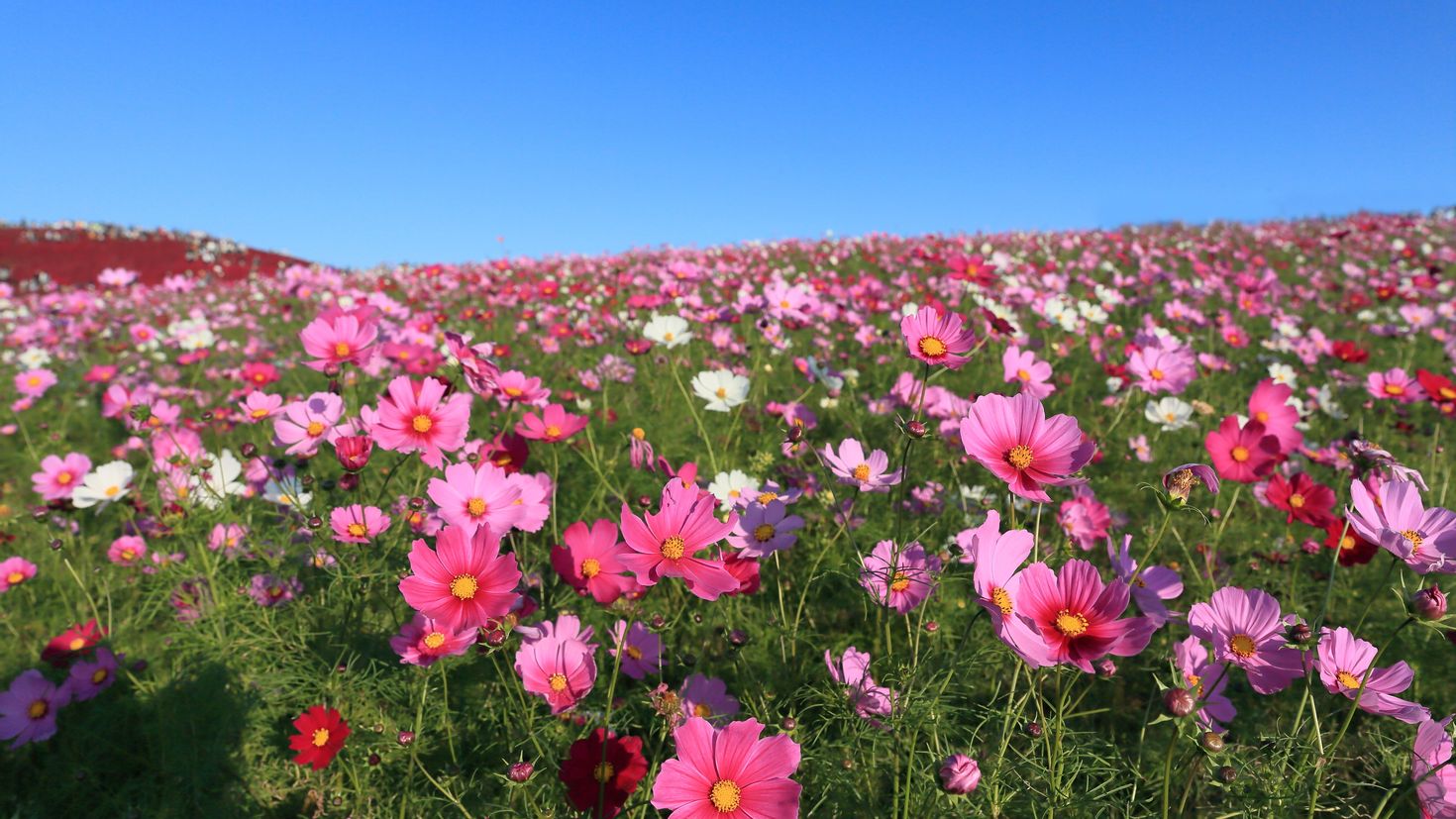 Цветы Южной Кореи поле космеи