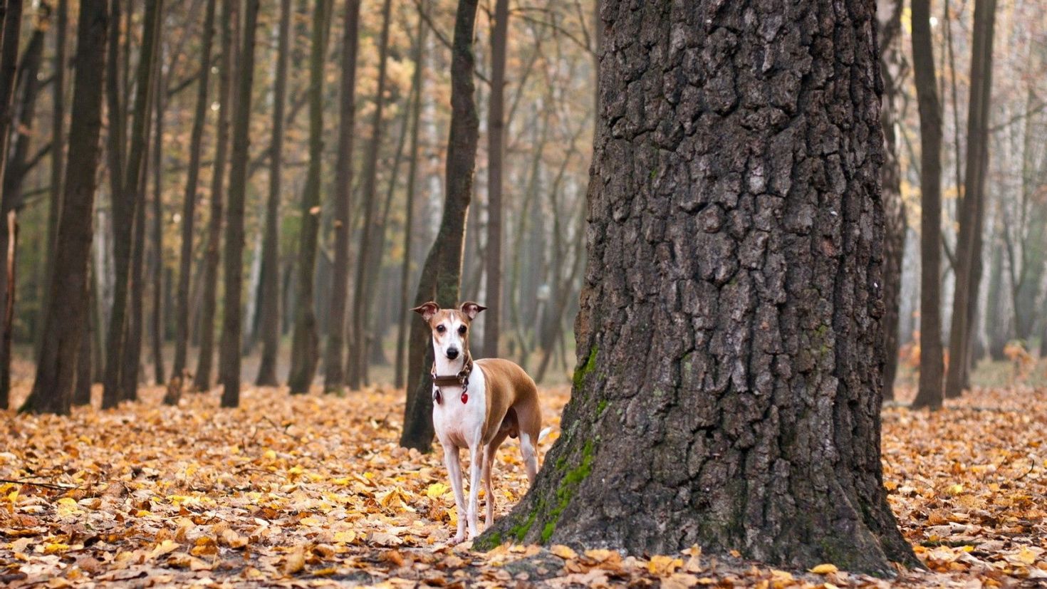 Leaf dog