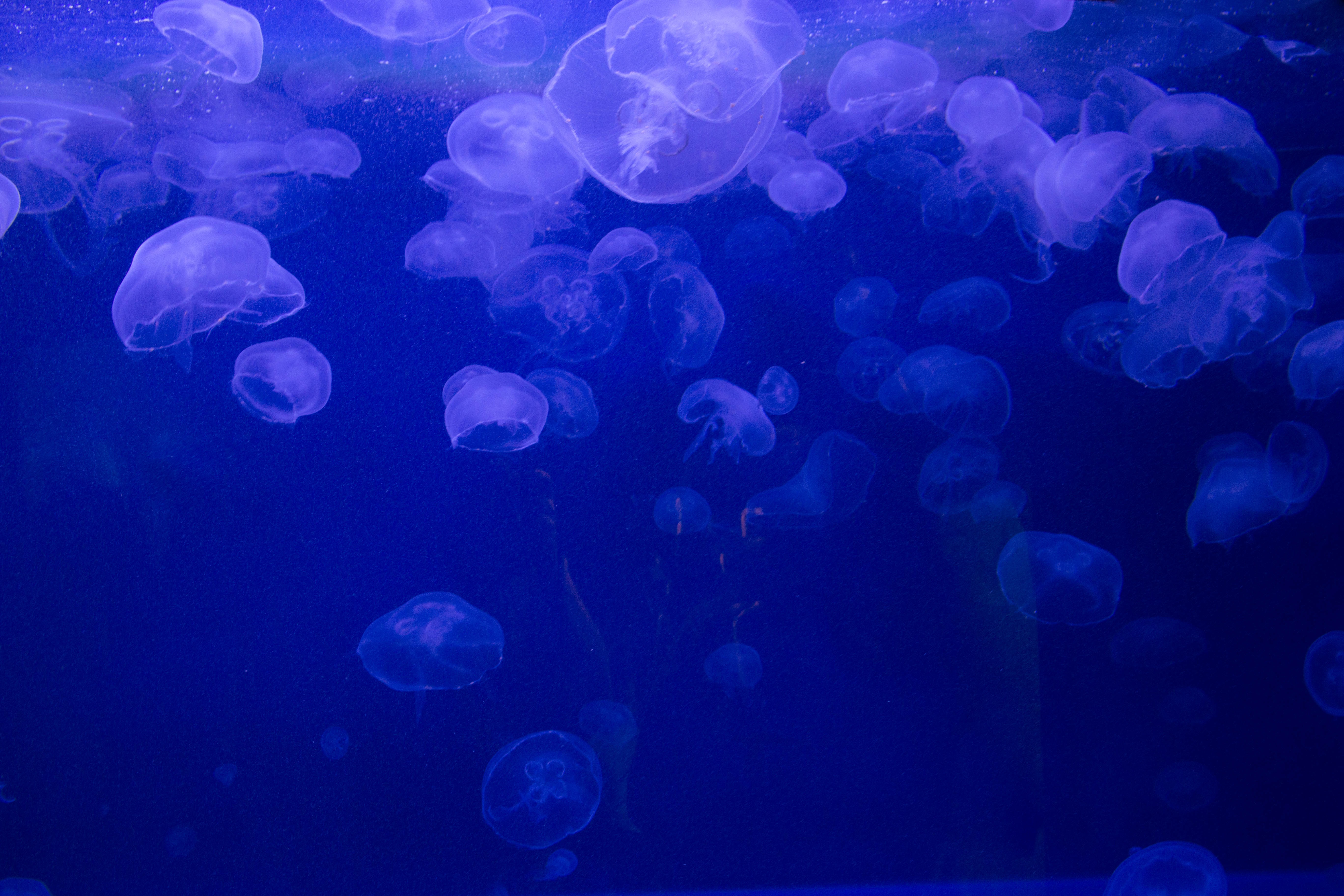 Download mobile wallpaper Jelly, Animals, Underwater World, Jellyfish for free.