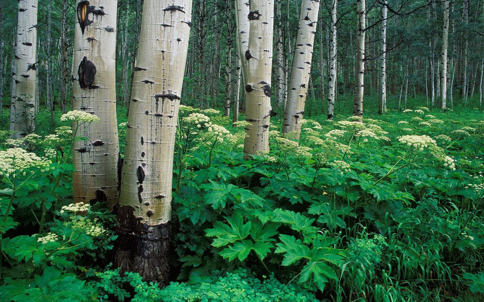 nature, trees, birches, vegetation, trunks, bark, grove