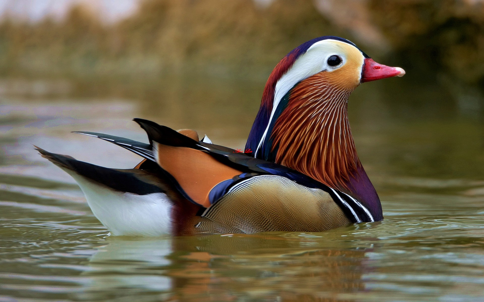 desktop Images animal, mandarin duck, duck, birds