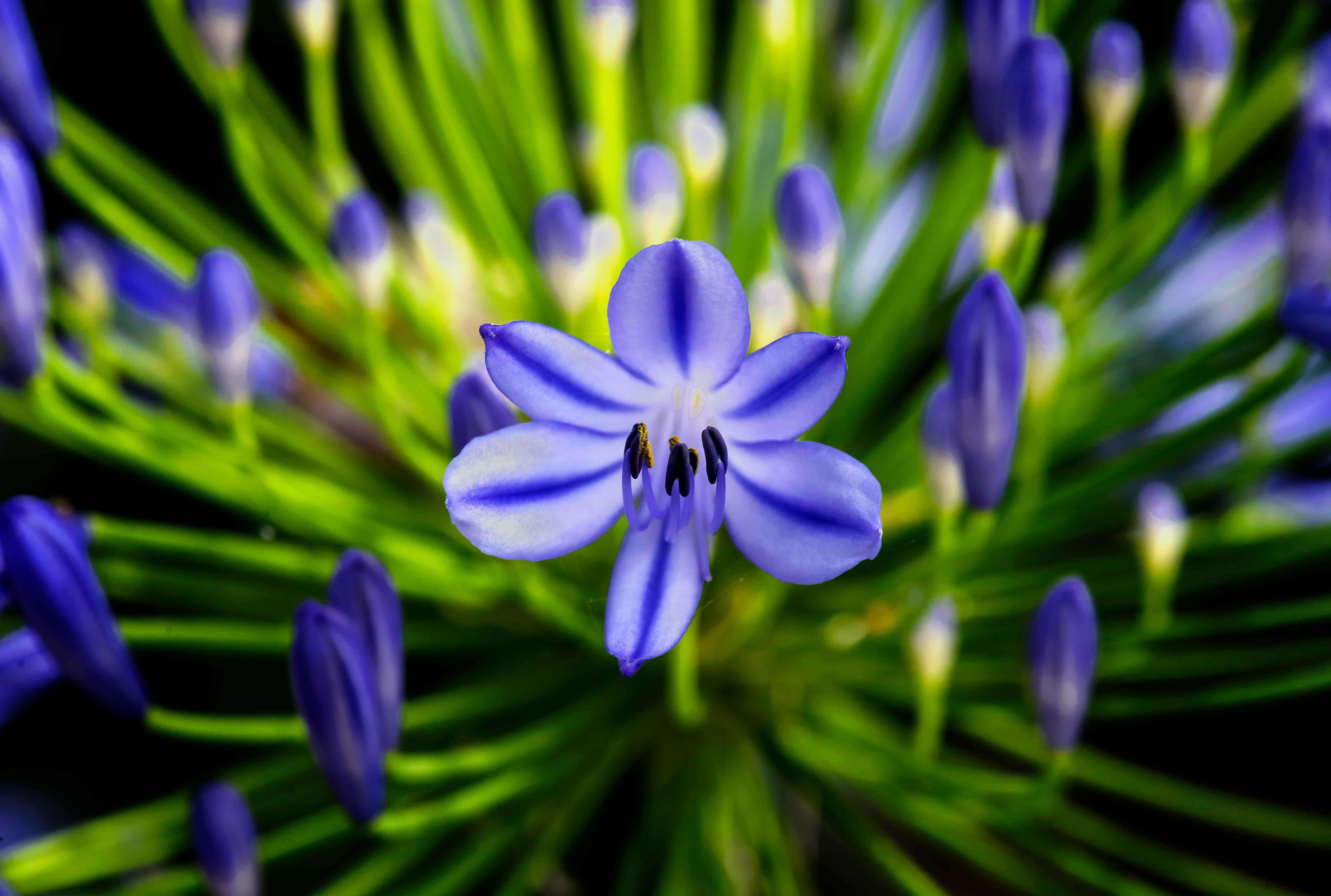 126304 скачать картинку цветок, растение, макро, синий, агапантус - обои и заставки бесплатно