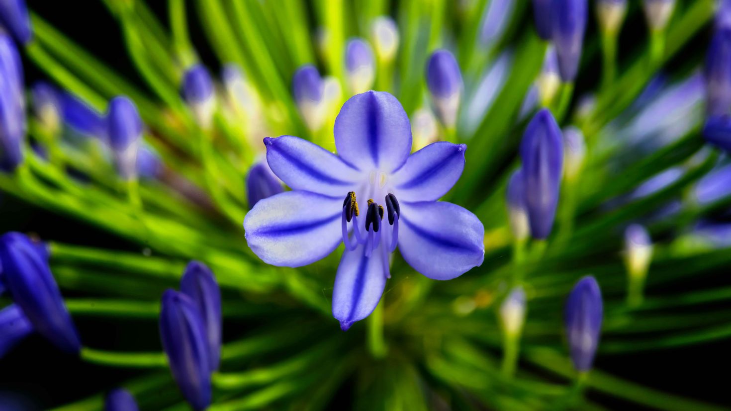 Que significa flor azul