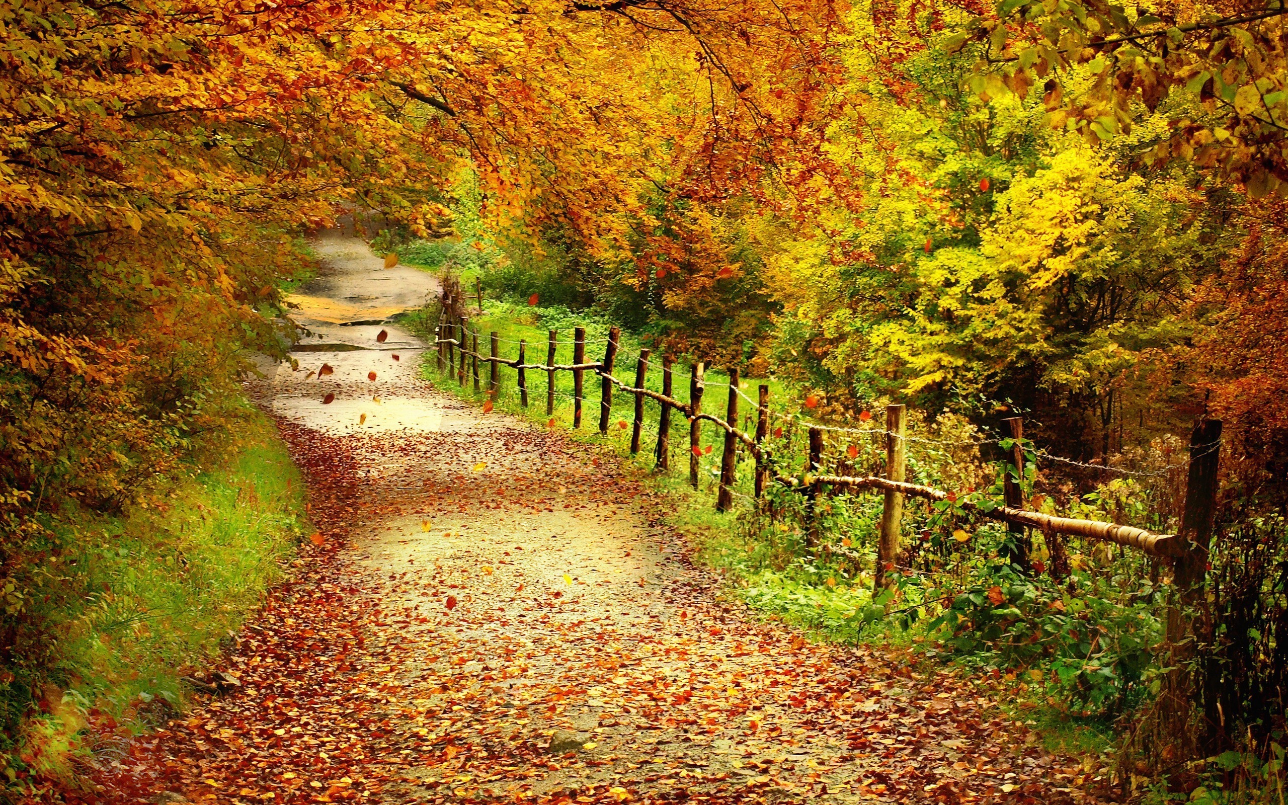 15641 завантажити шпалери пейзаж, дороги, осінь, листя, жовтий - заставки і картинки безкоштовно