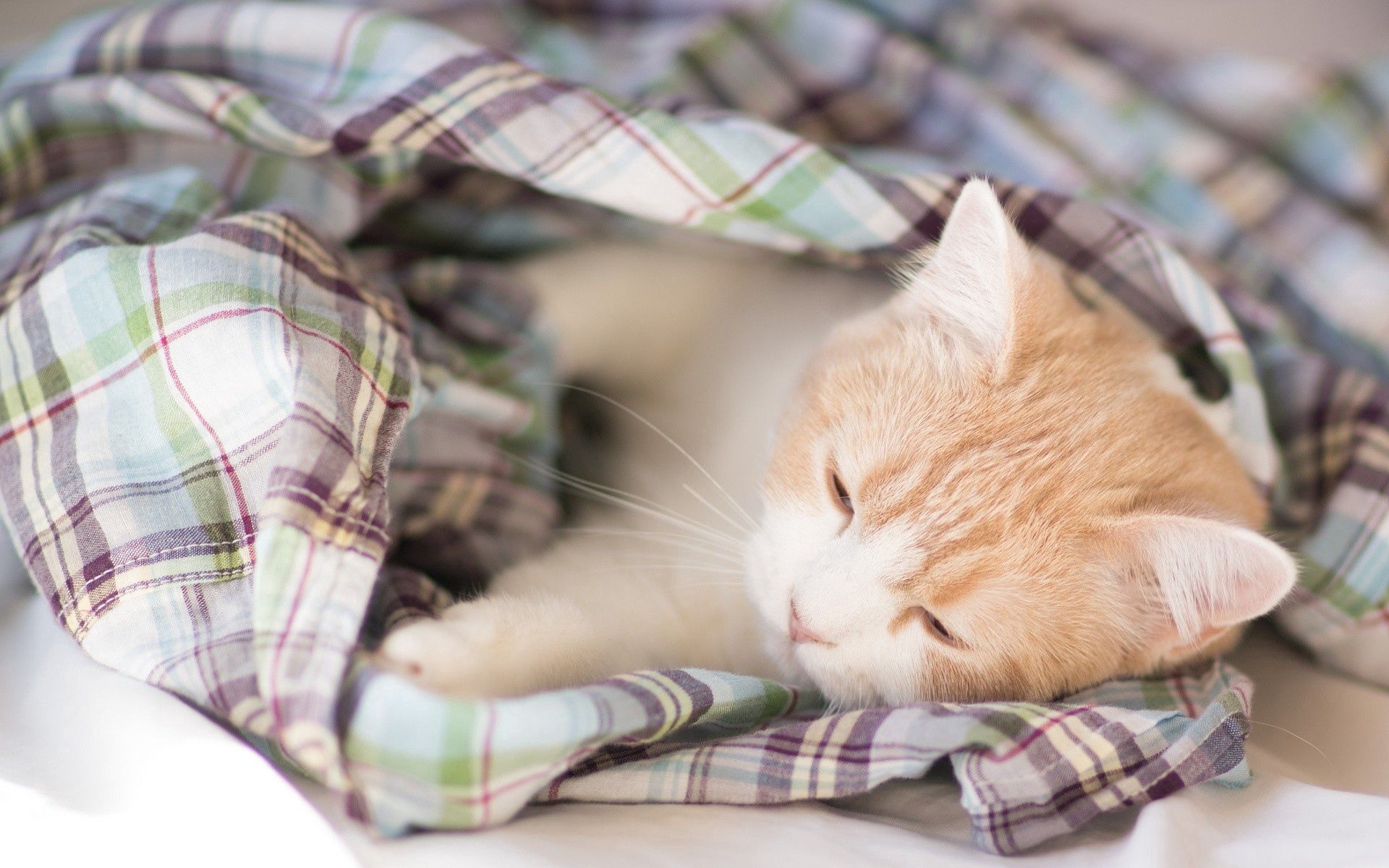 kitty, animals, kitten, to lie down, lie, spotted, spotty, sleep, dream, blanket Desktop Wallpaper