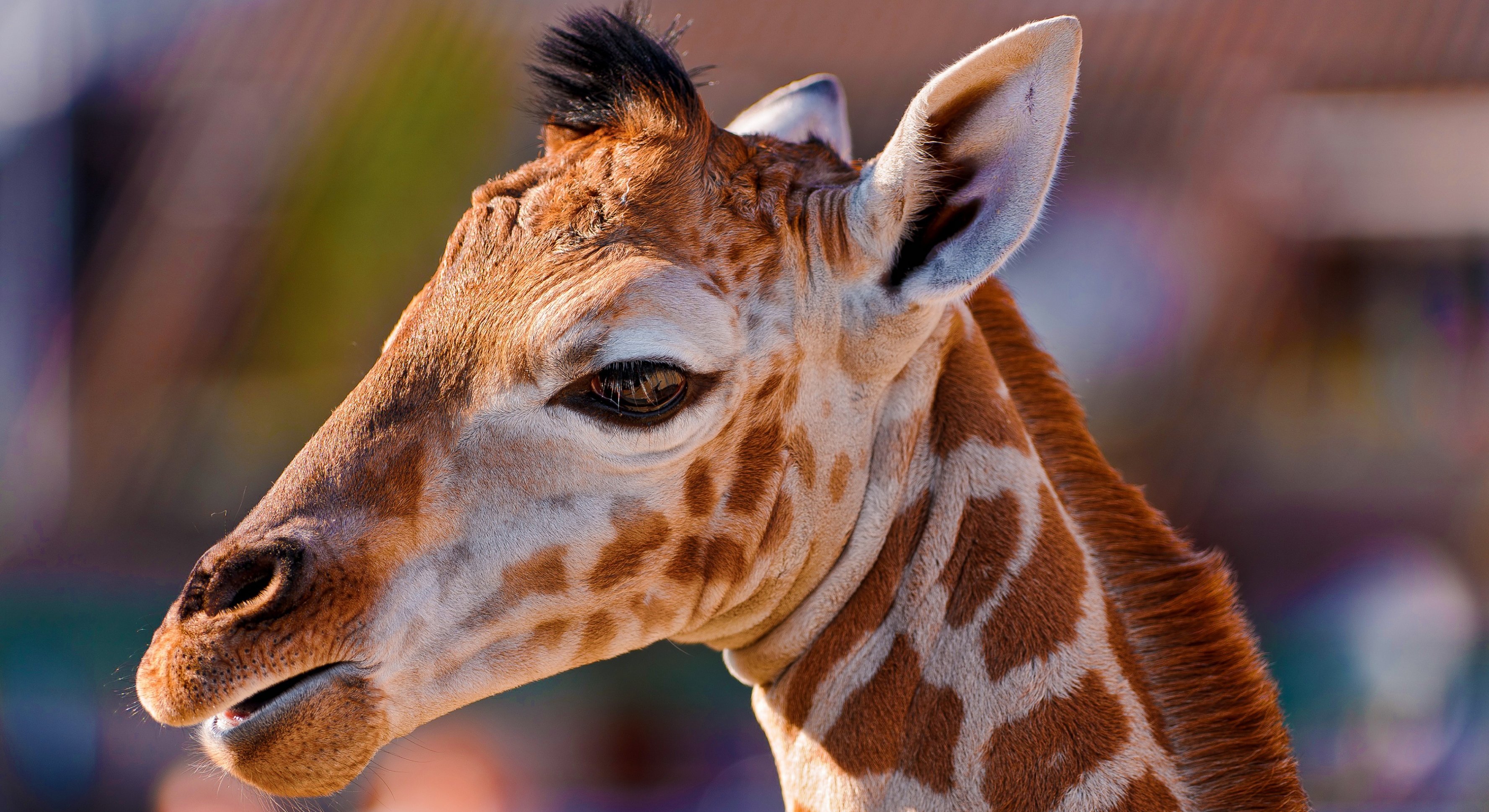 638992 Bild herunterladen tiere, giraffe - Hintergrundbilder und Bildschirmschoner kostenlos