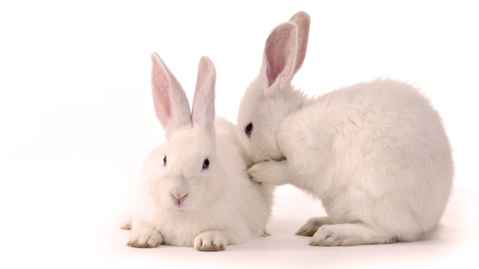 28589 Bildschirmschoner und Hintergrundbilder Kaninchen auf Ihrem Telefon. Laden Sie  Bilder kostenlos herunter