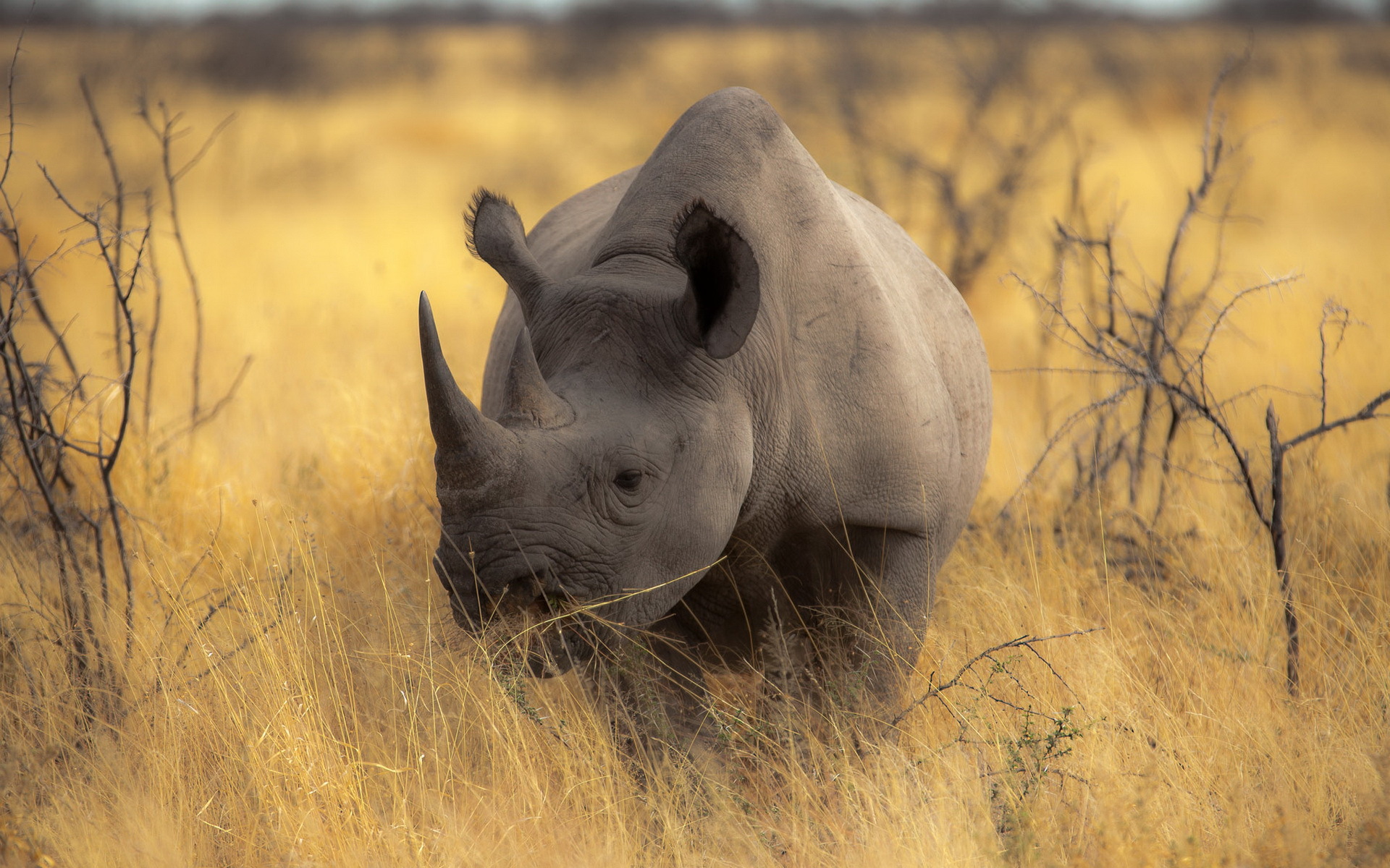 311964 скачать обои животные, носорог - заставки и картинки бесплатно