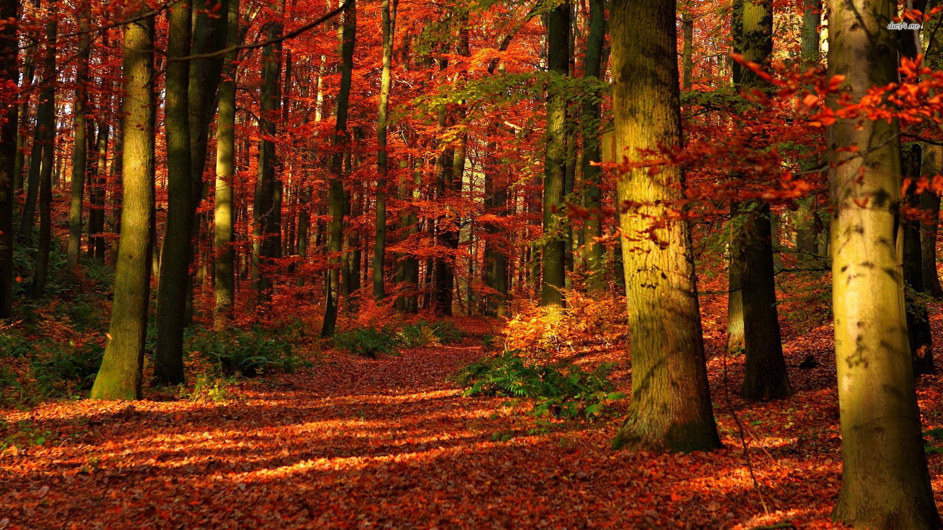 Красивый осенний лес