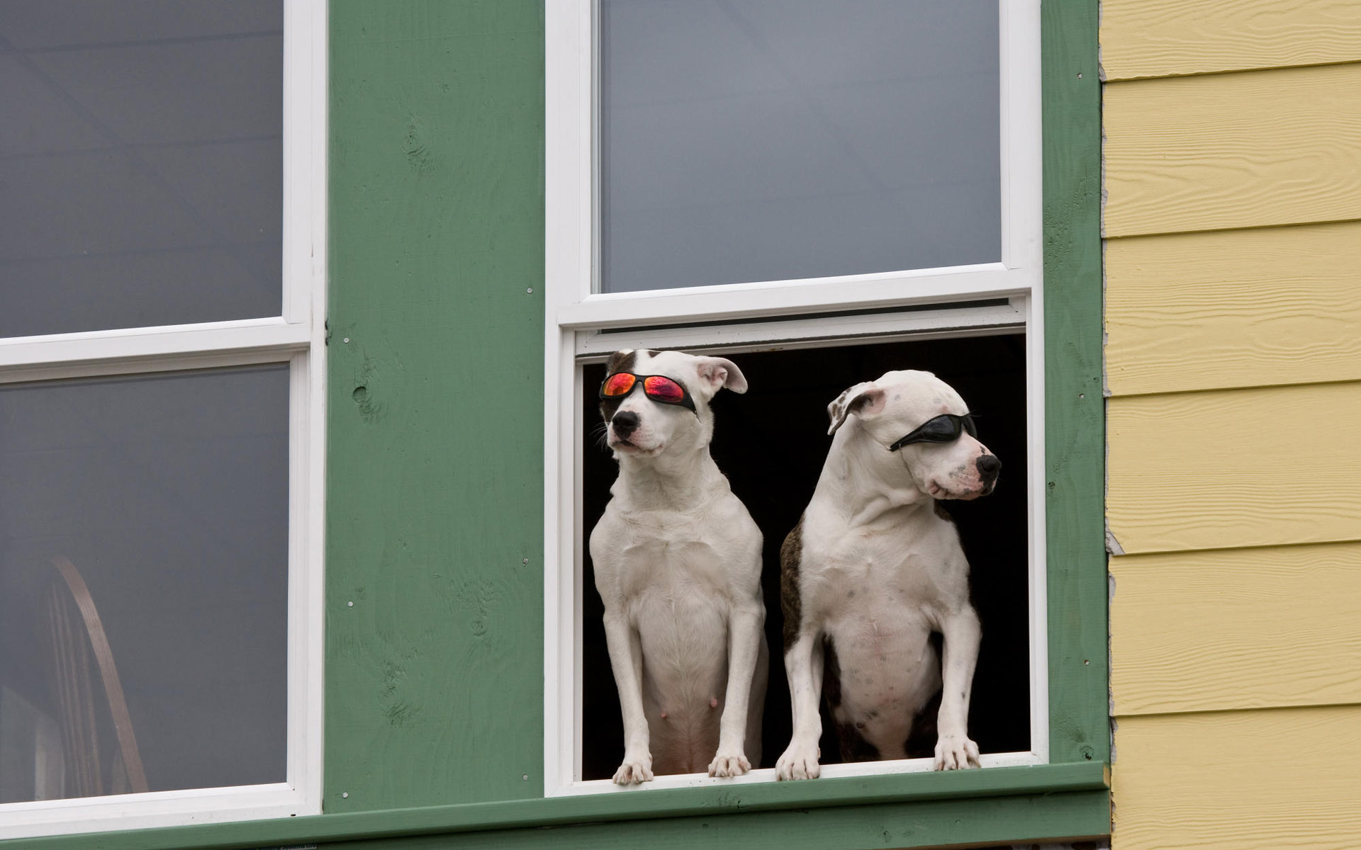 Встречаются две собаки. Собака в окне. Смешные окна. Оконные приколы. Животные на окна.