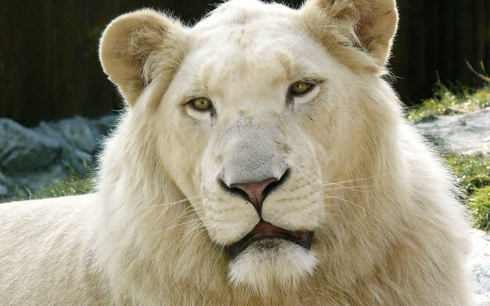 1469255 Hintergrundbild herunterladen tiere, weißer löwe - Bildschirmschoner und Bilder kostenlos