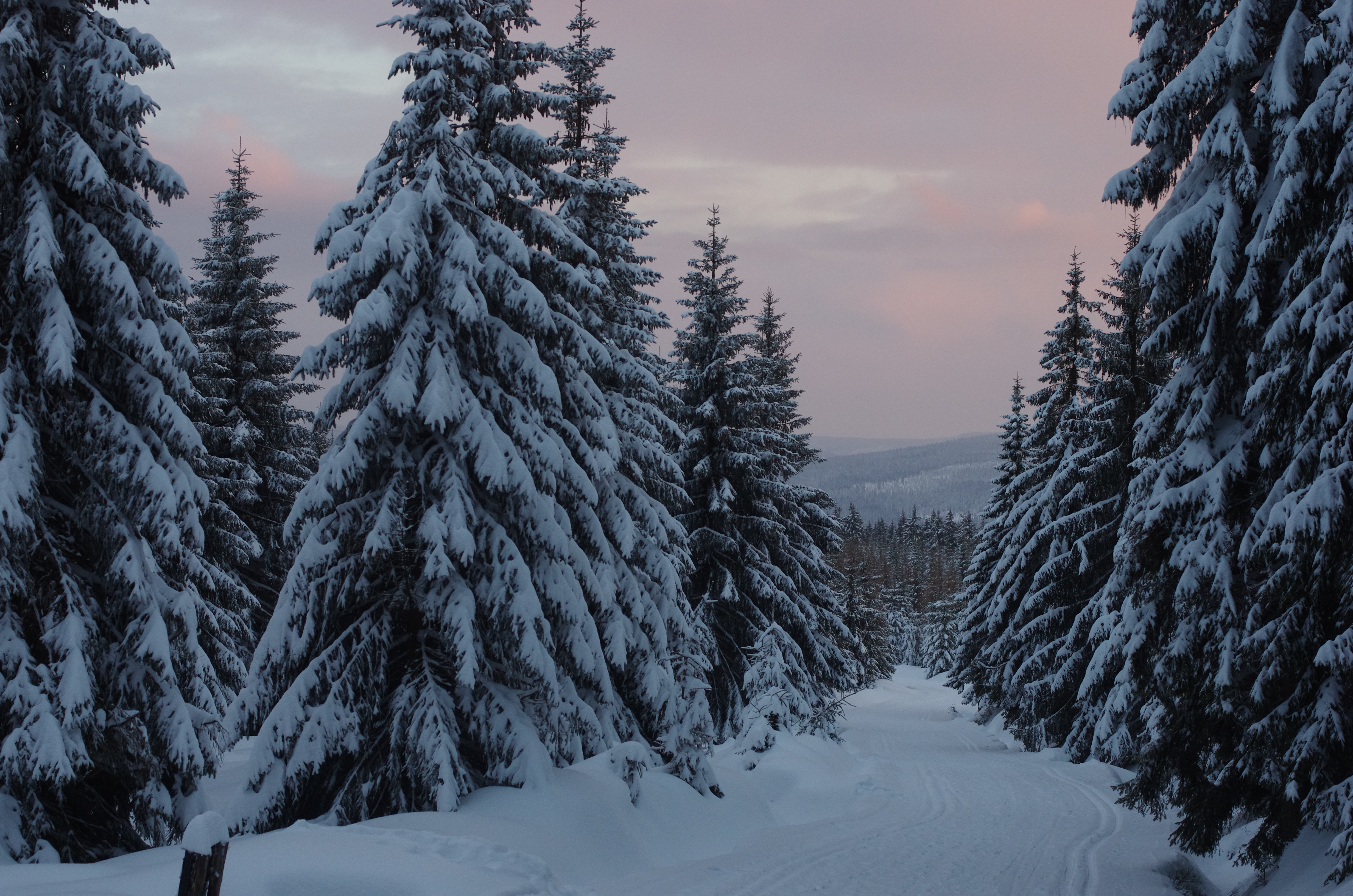 1920 x 1080 picture earth, winter, cloud, forest, pine, snow, tree