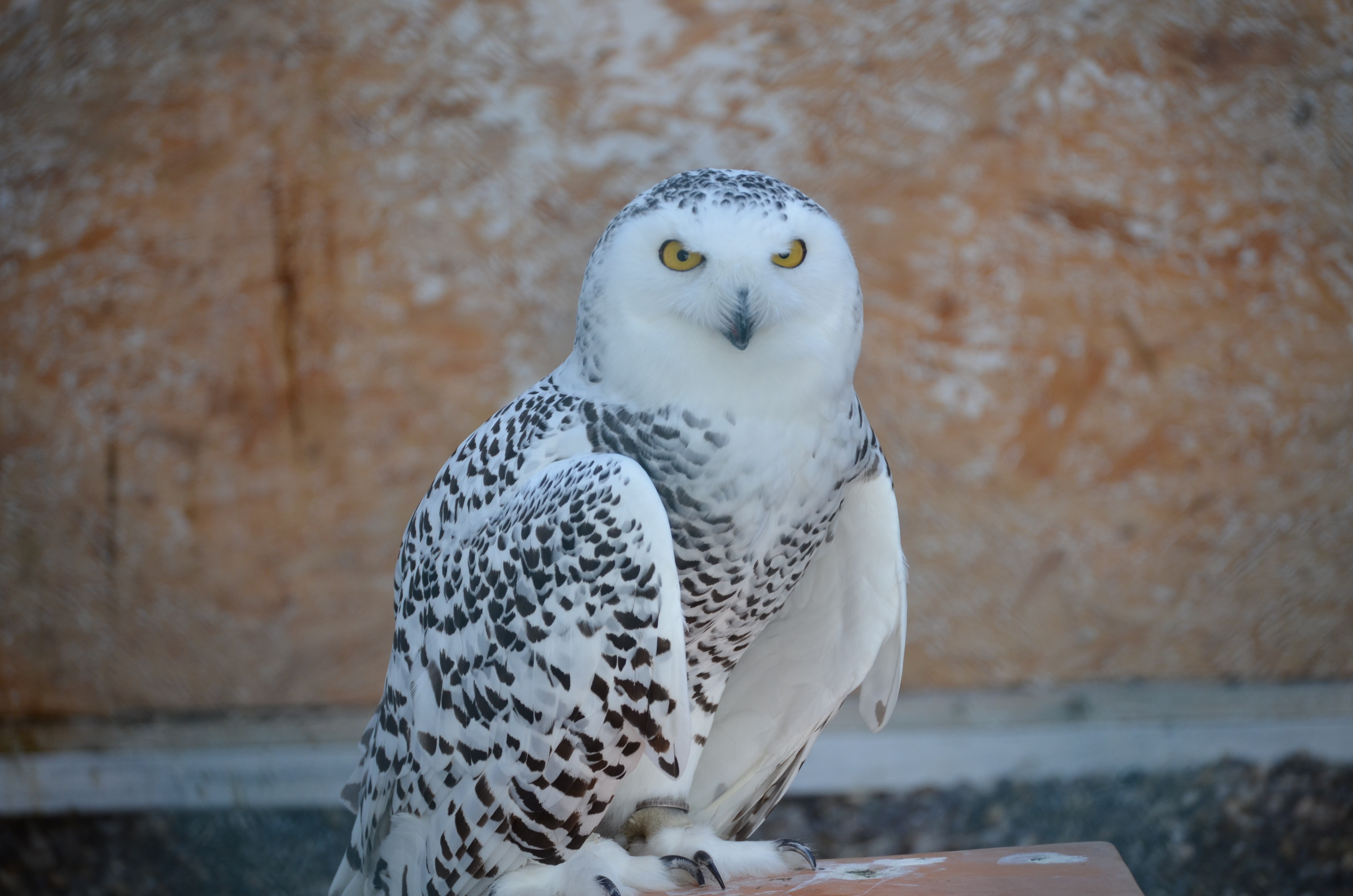 Download mobile wallpaper Predator, Snow Owl, Animals, Snowy Owl, Bird for free.