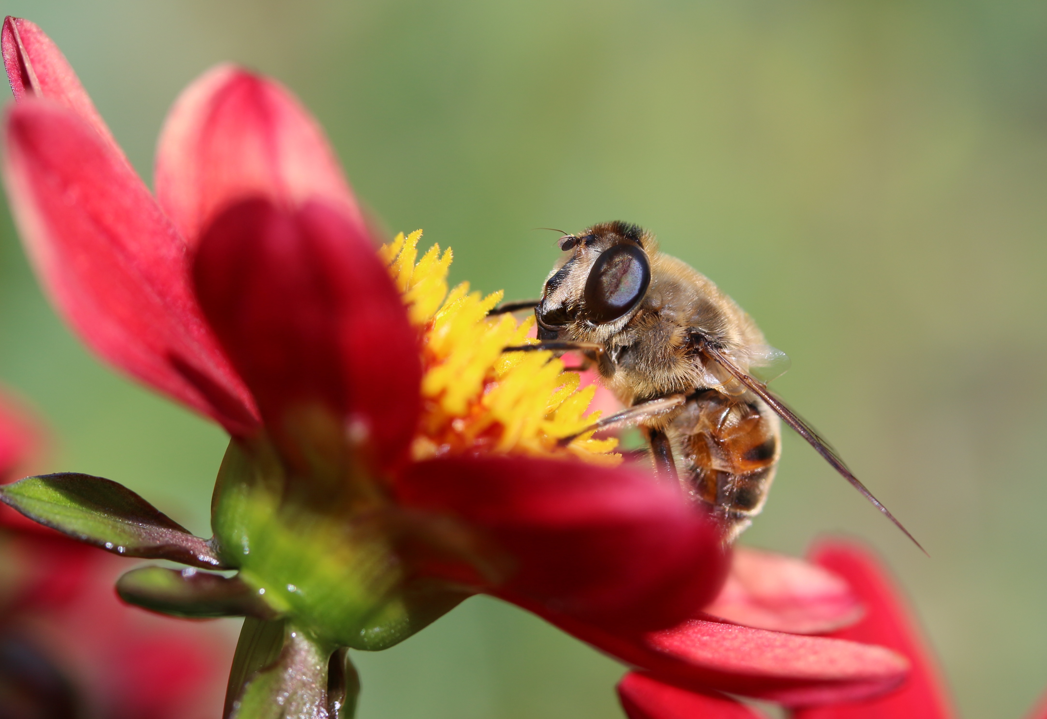 Download mobile wallpaper Petals, Bee, Macro, Flower for free.