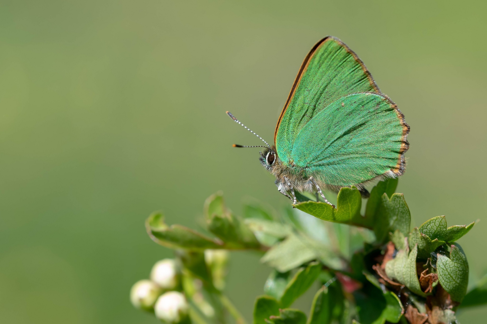 Фото бабочки на зеленом фоне