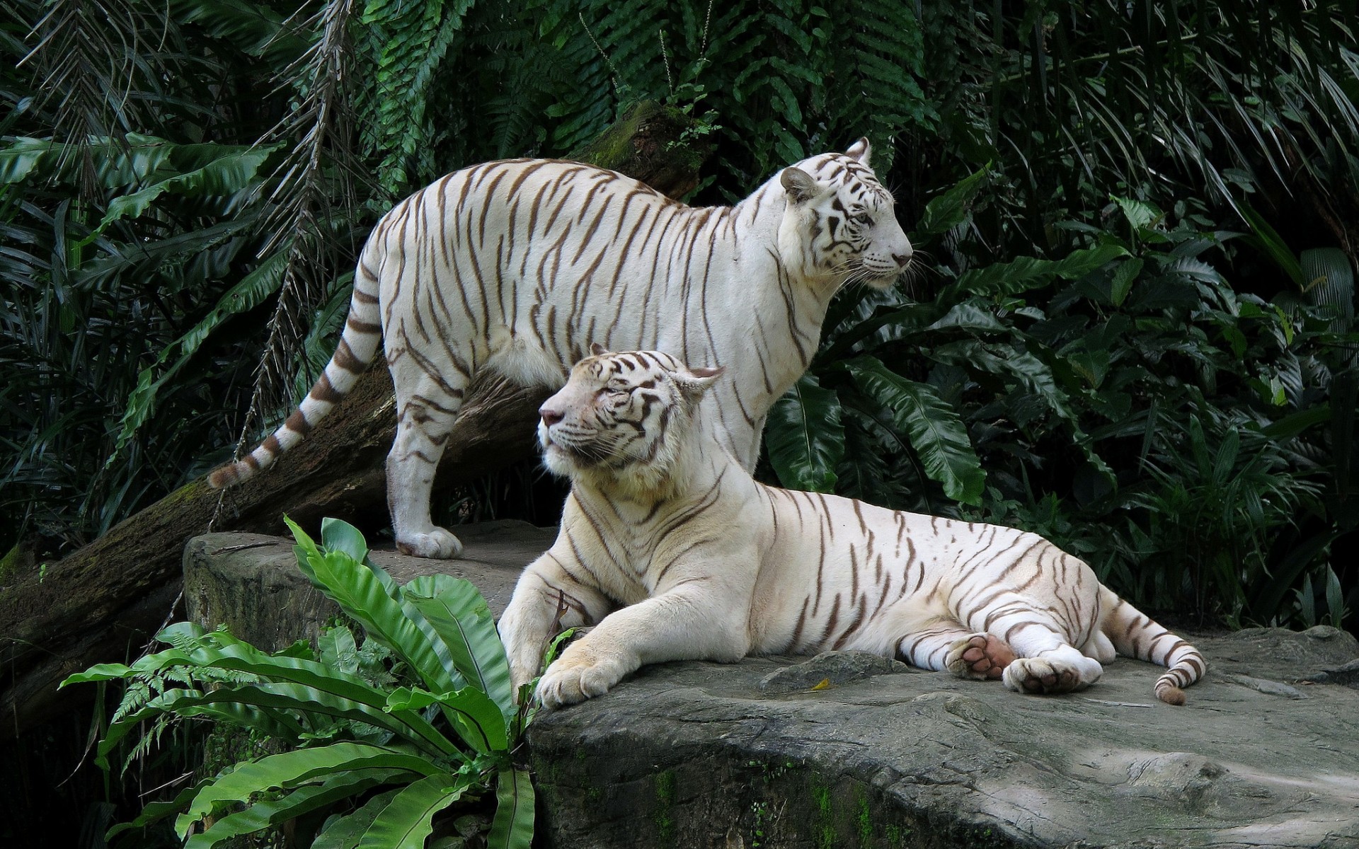 313591 завантажити шпалери тварина, білий тигр, коти - заставки і картинки безкоштовно
