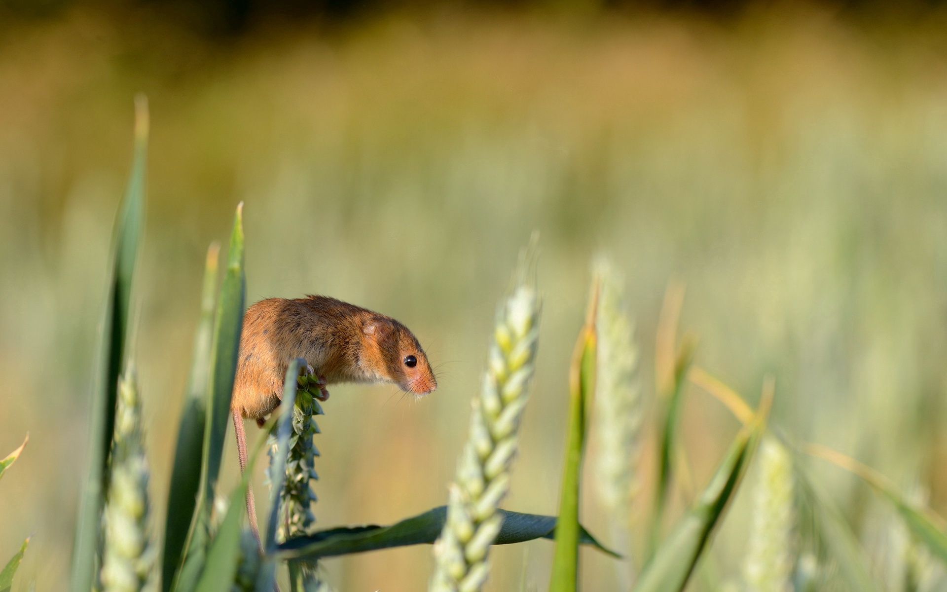 animals, grass, rodent, ear, field mouse, harvest mouse