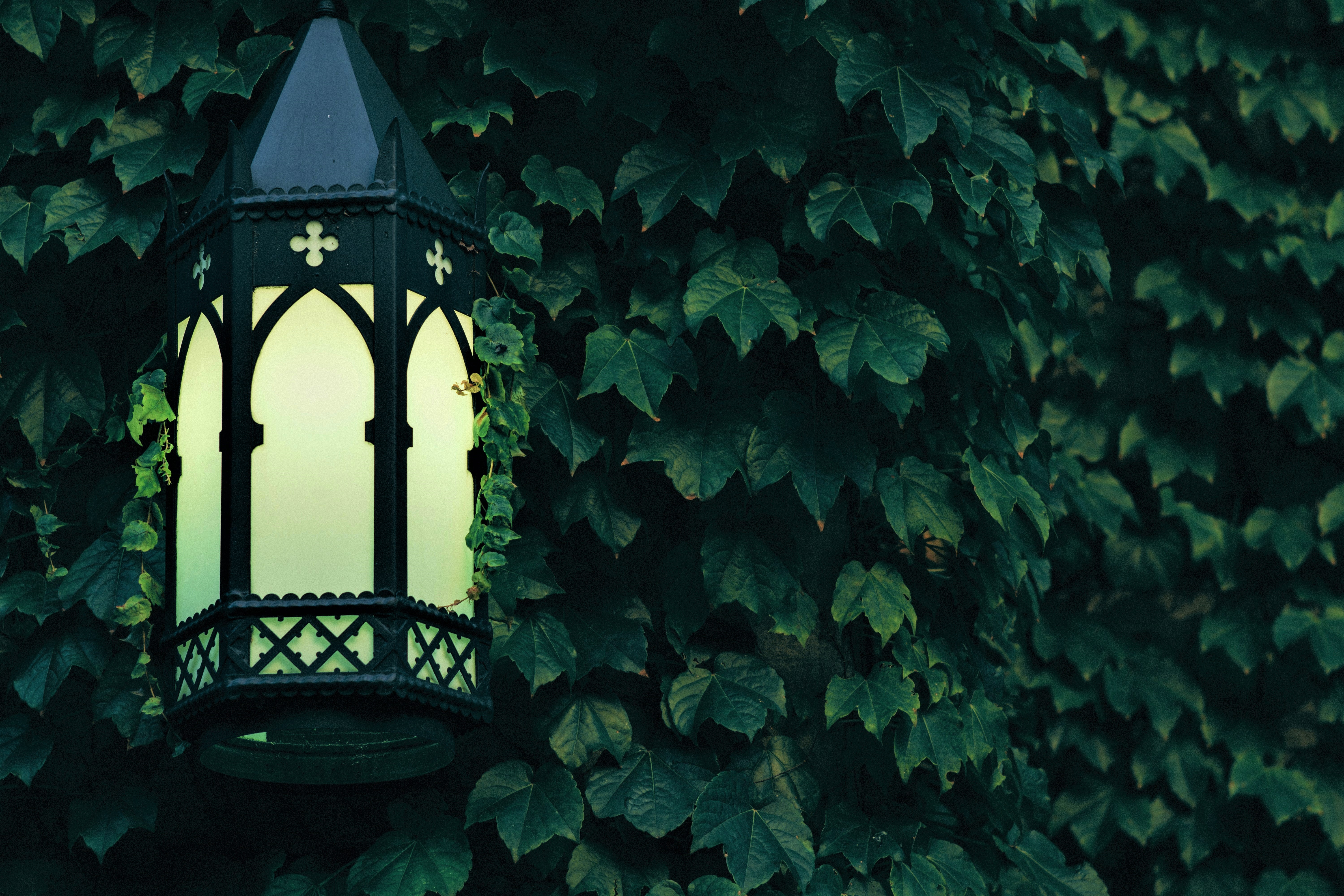 ivy, man made, lantern, green, leaf, light Image for desktop