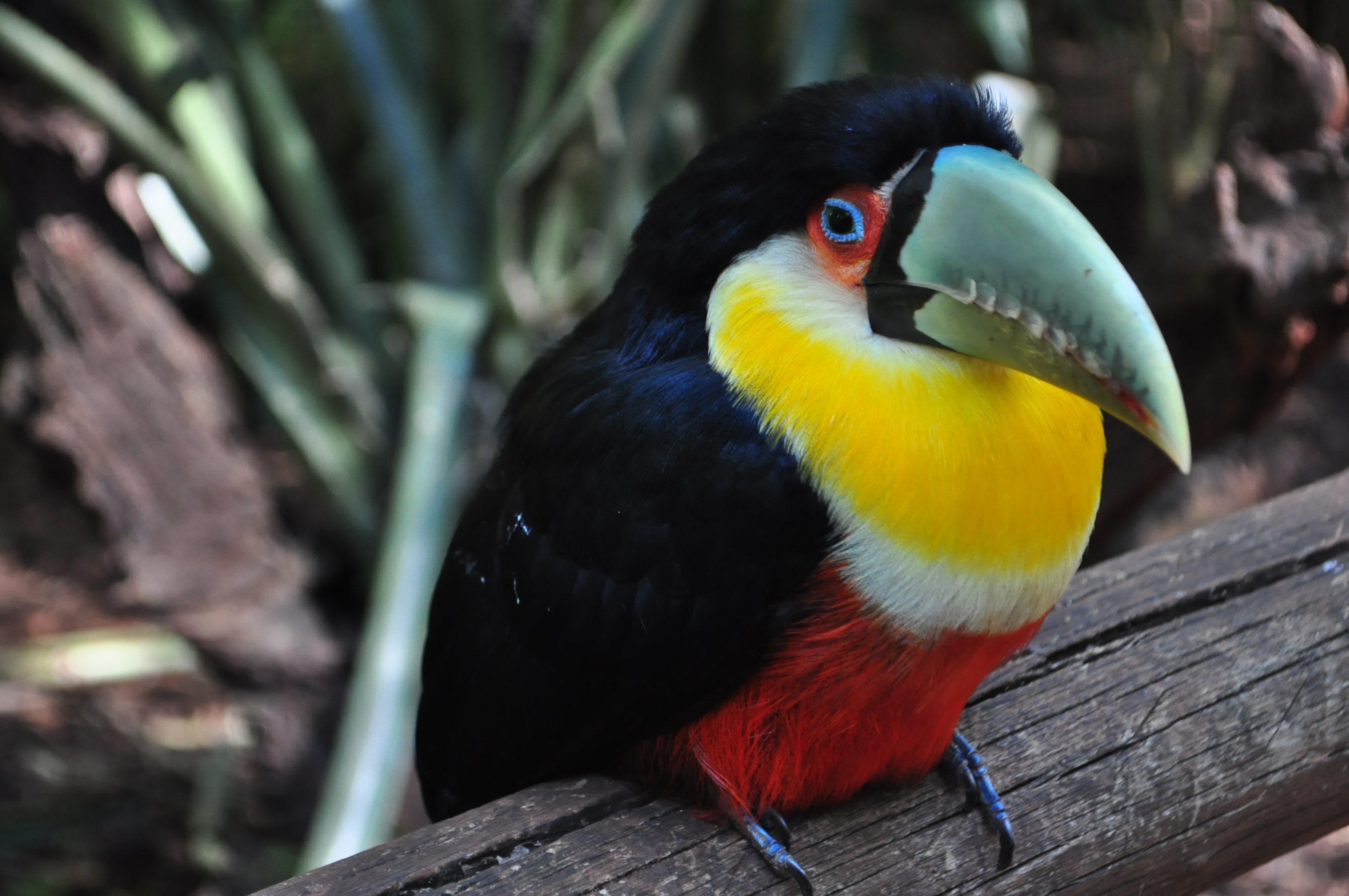 Download mobile wallpaper Animals, Beak, Motley, Bird, Toucan, Multicolored for free.