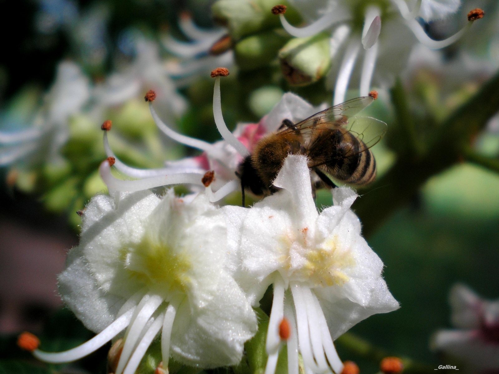 2699 скачать обои растения, цветы, насекомые, пчелы - заставки и картинки бесплатно