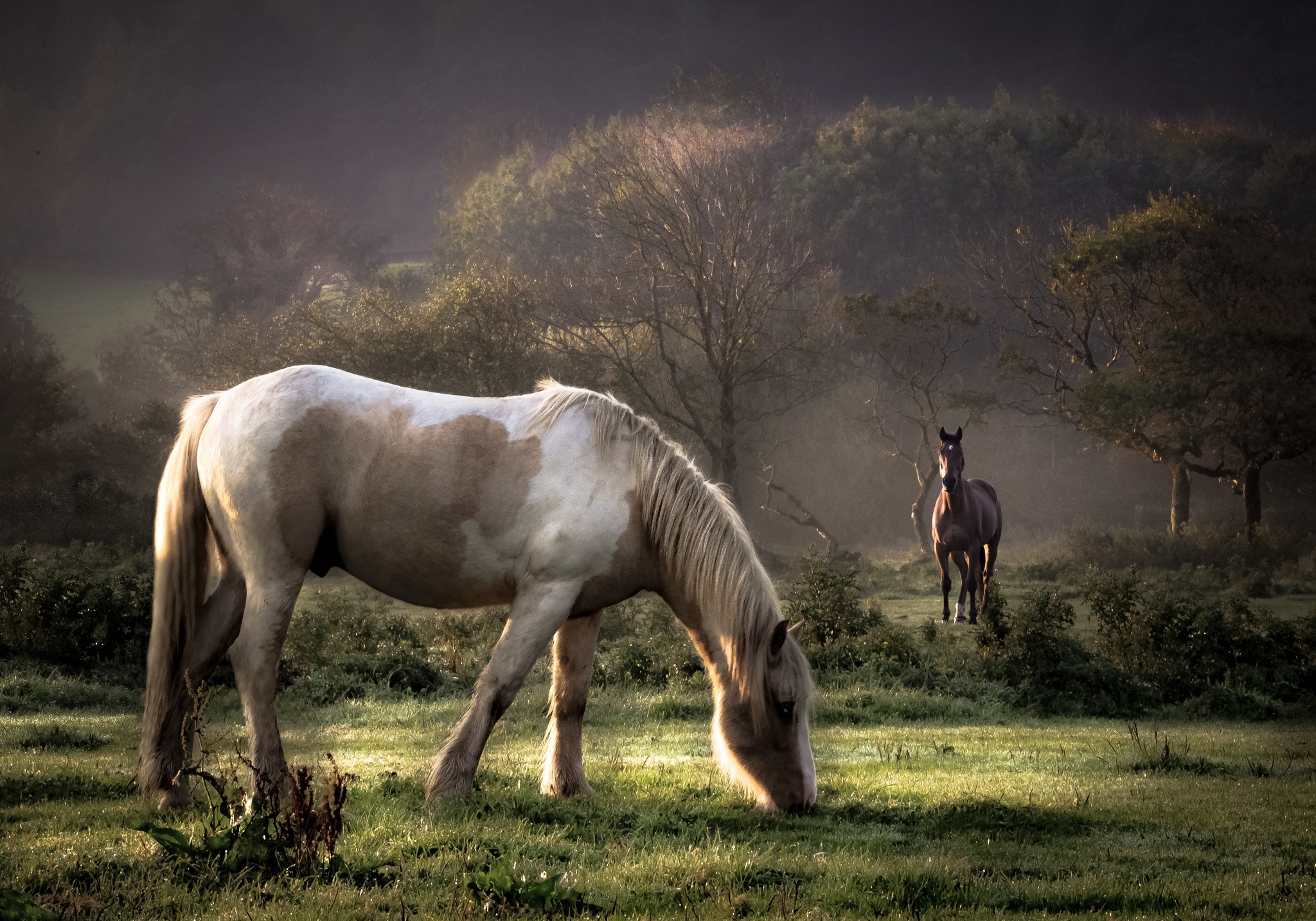 Download mobile wallpaper Grass, Stroll, Animals, Trees, Food, Pair, Couple, Horses for free.