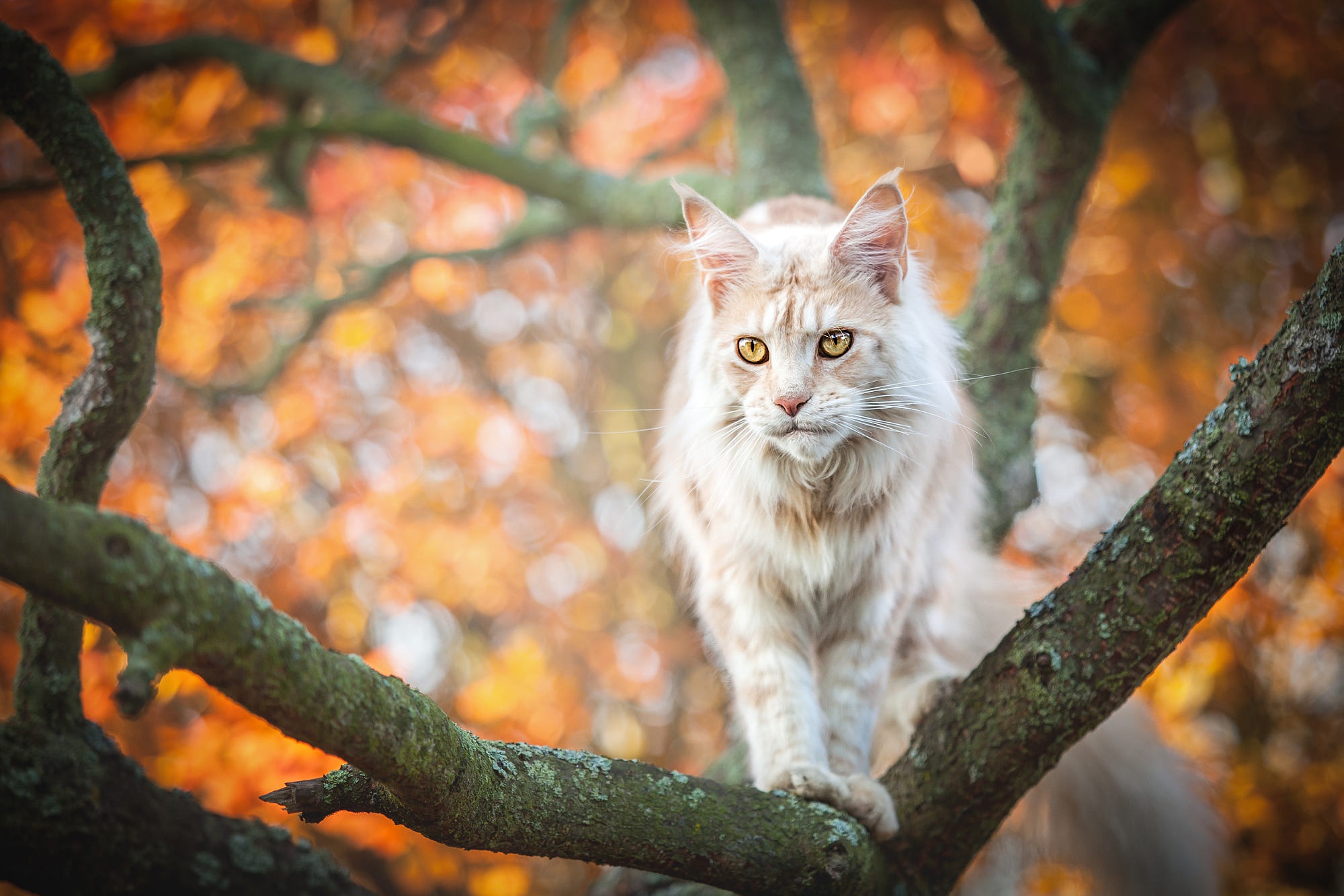 maine coon, animal, cat, bokeh, cats for Windows