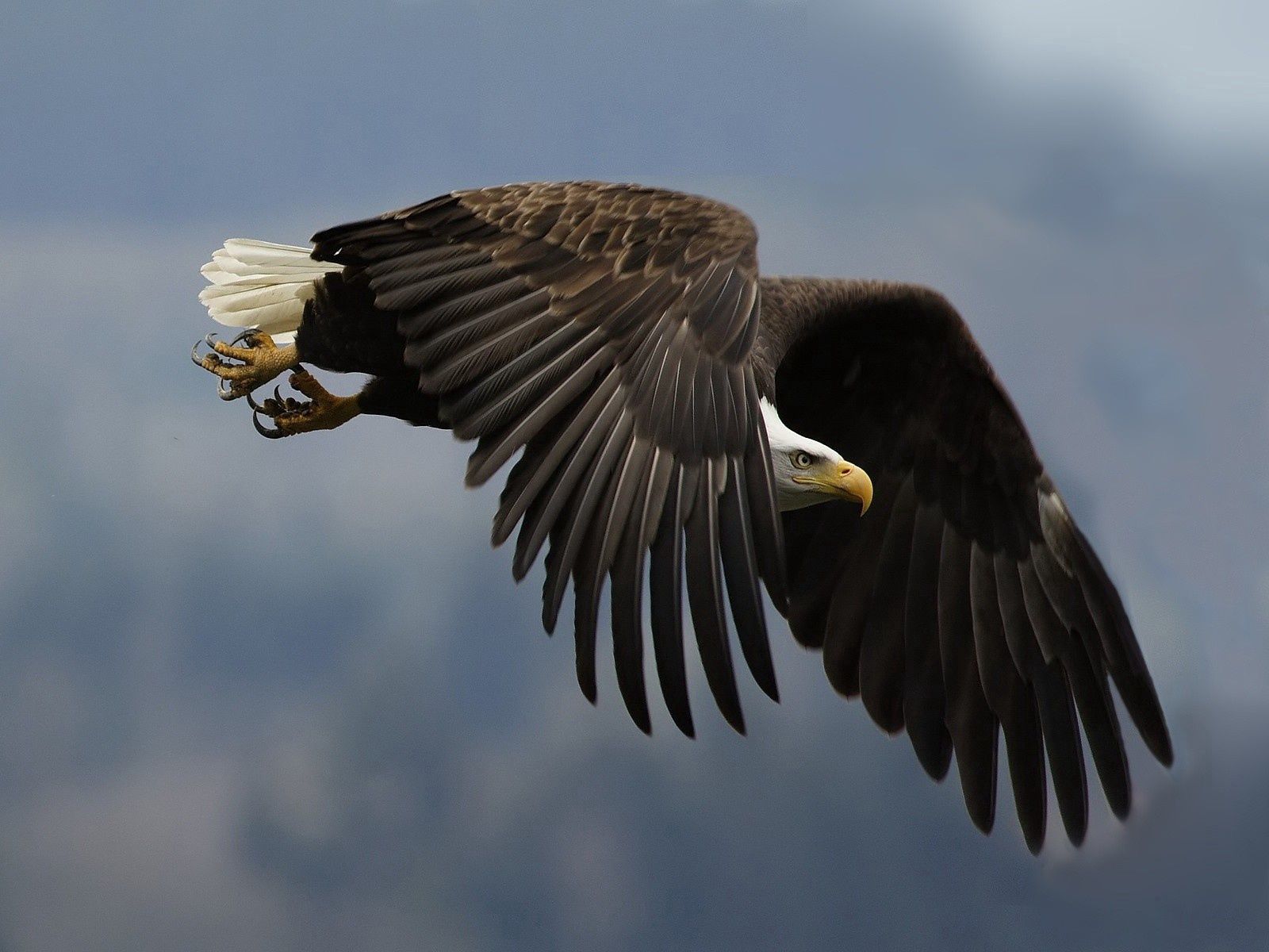 Download PC Wallpaper animals, eagle, sky, bird, predator, wave, sweep