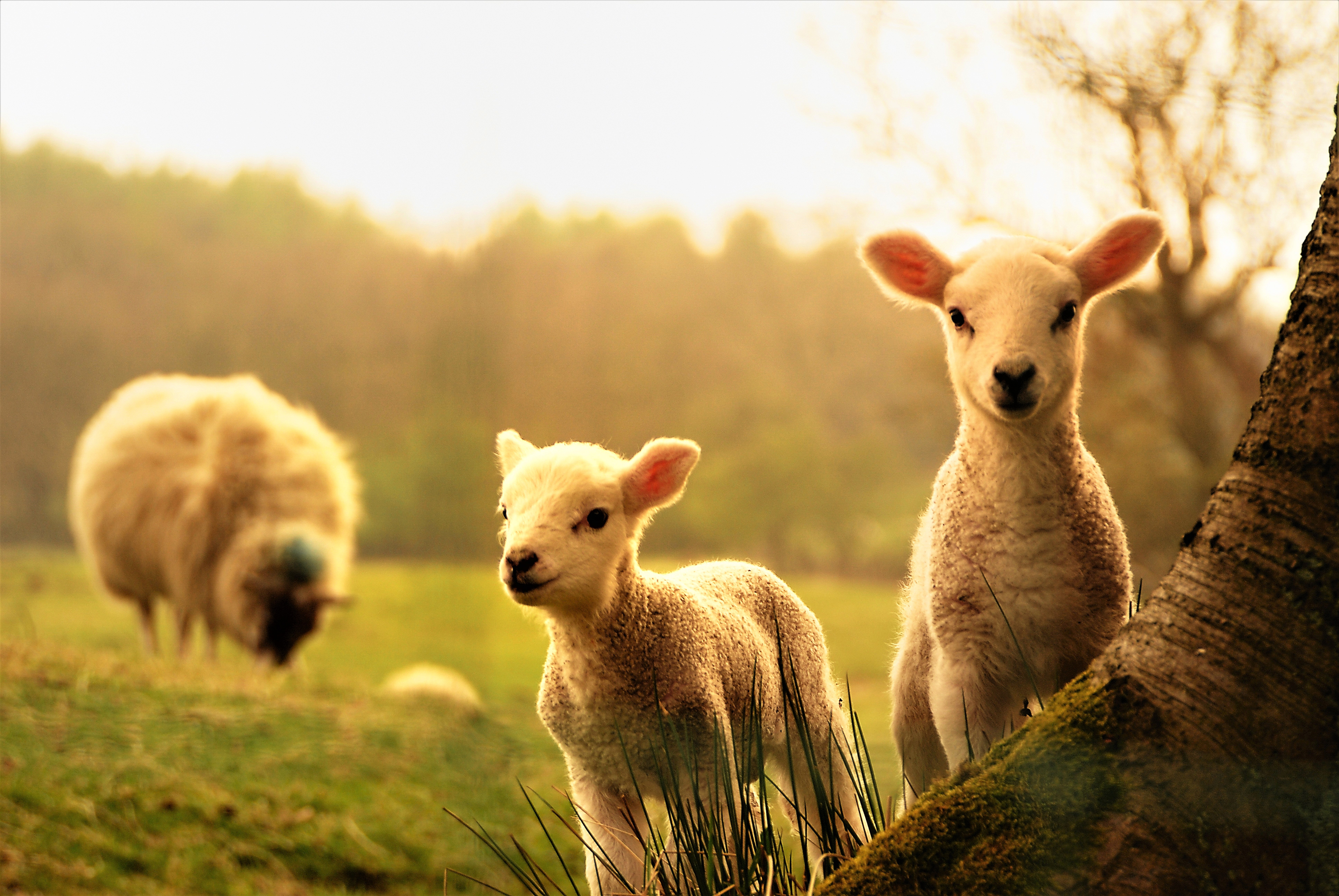 904276 télécharger le fond d'écran agneau, bébé animal, animaux, mouton, mignon - économiseurs d'écran et images gratuitement