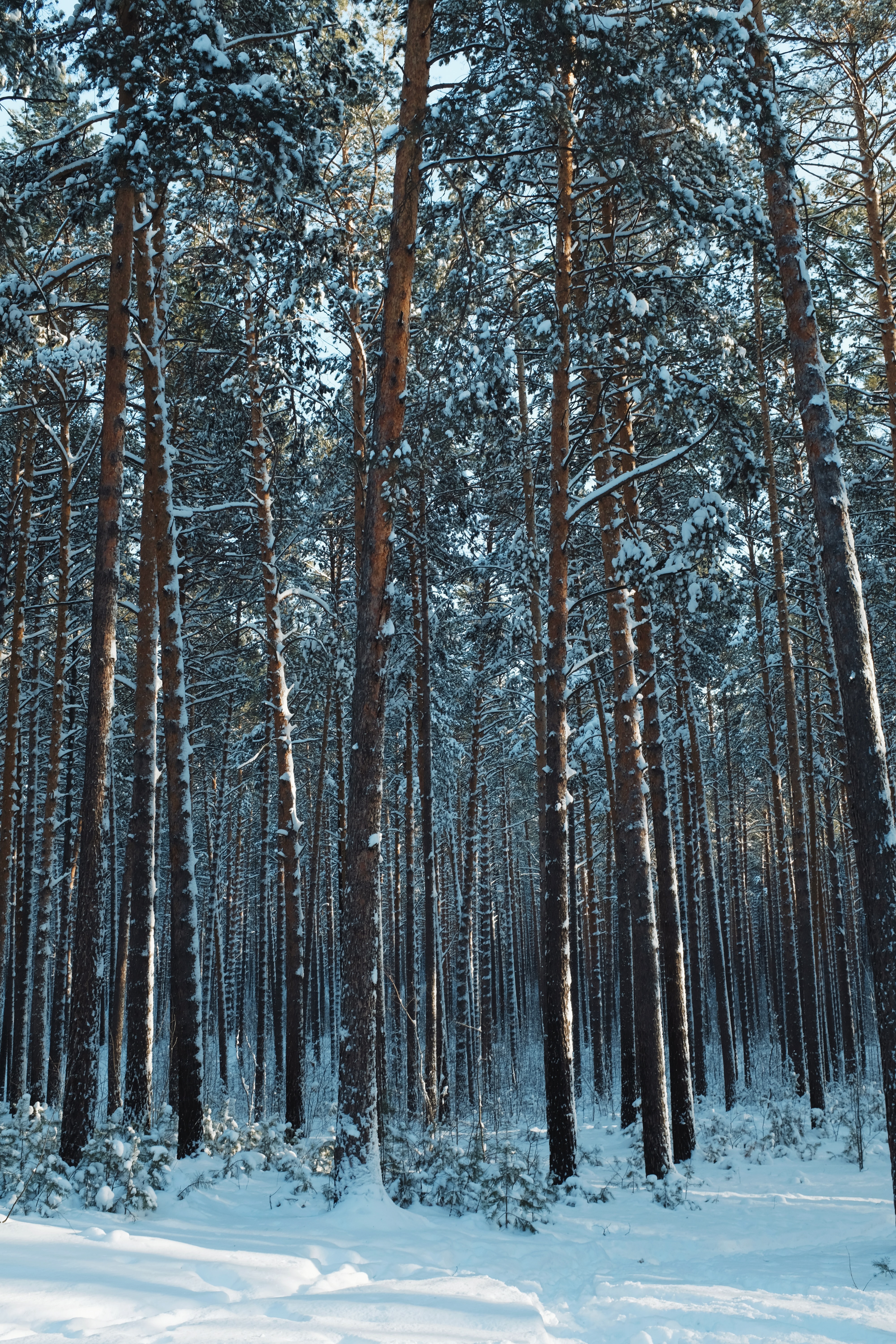 Laden Sie das Natur, Bäume, Kiefer, Nadeln, Wald, Schnee, Winter-Bild kostenlos auf Ihren PC-Desktop herunter