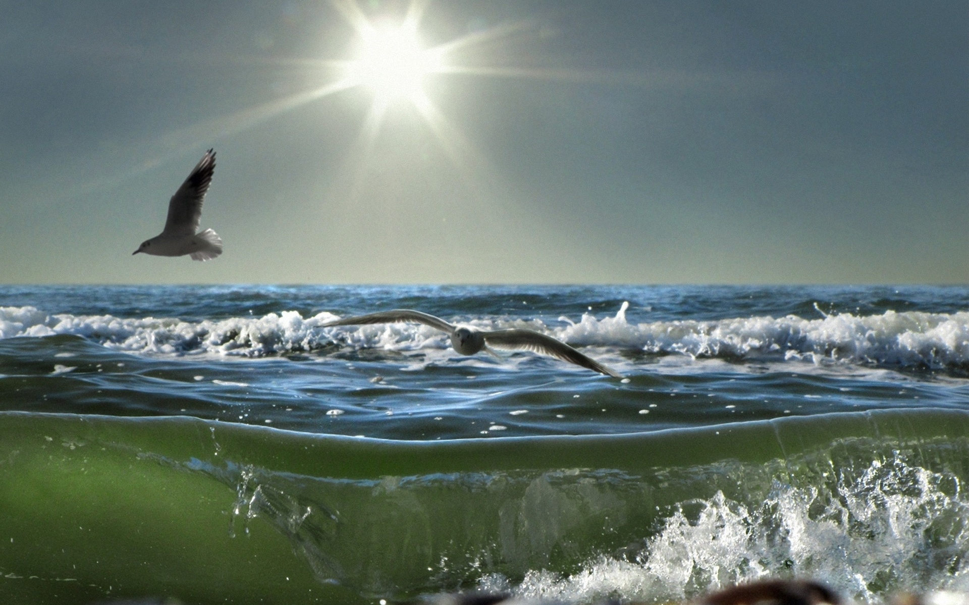 seagulls, animals, landscape, birds, sea, sun, waves phone background