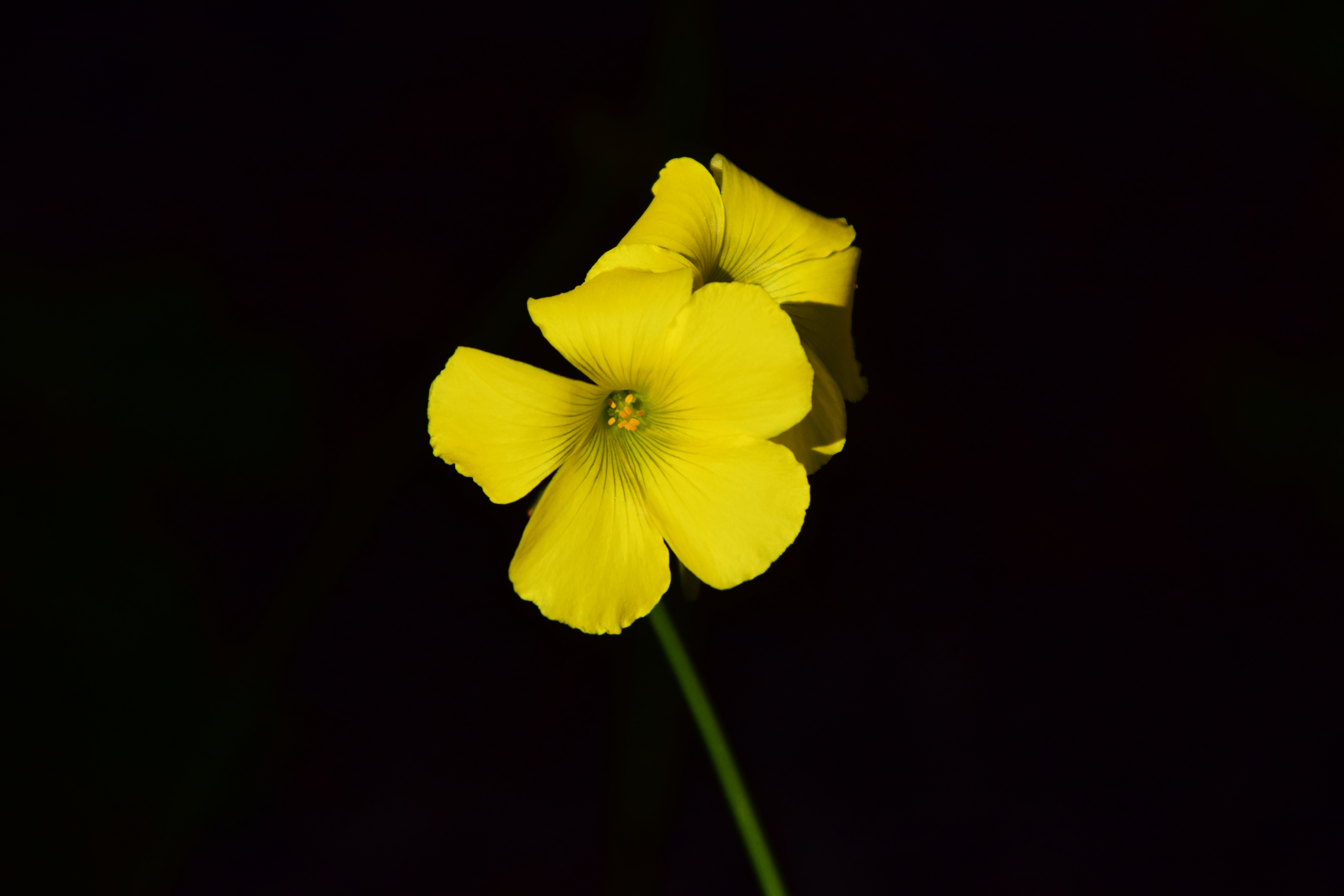 contrast, black background, yellow, flower, macro, close up, small, oxalis
