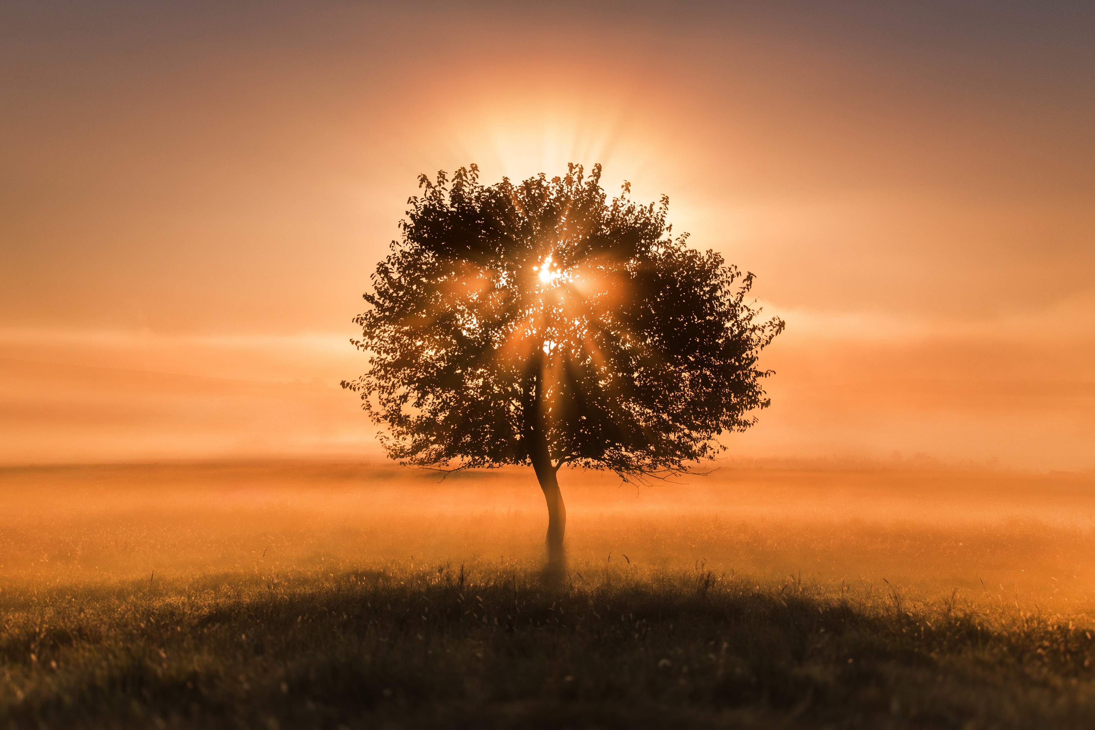 Дерево солнце
