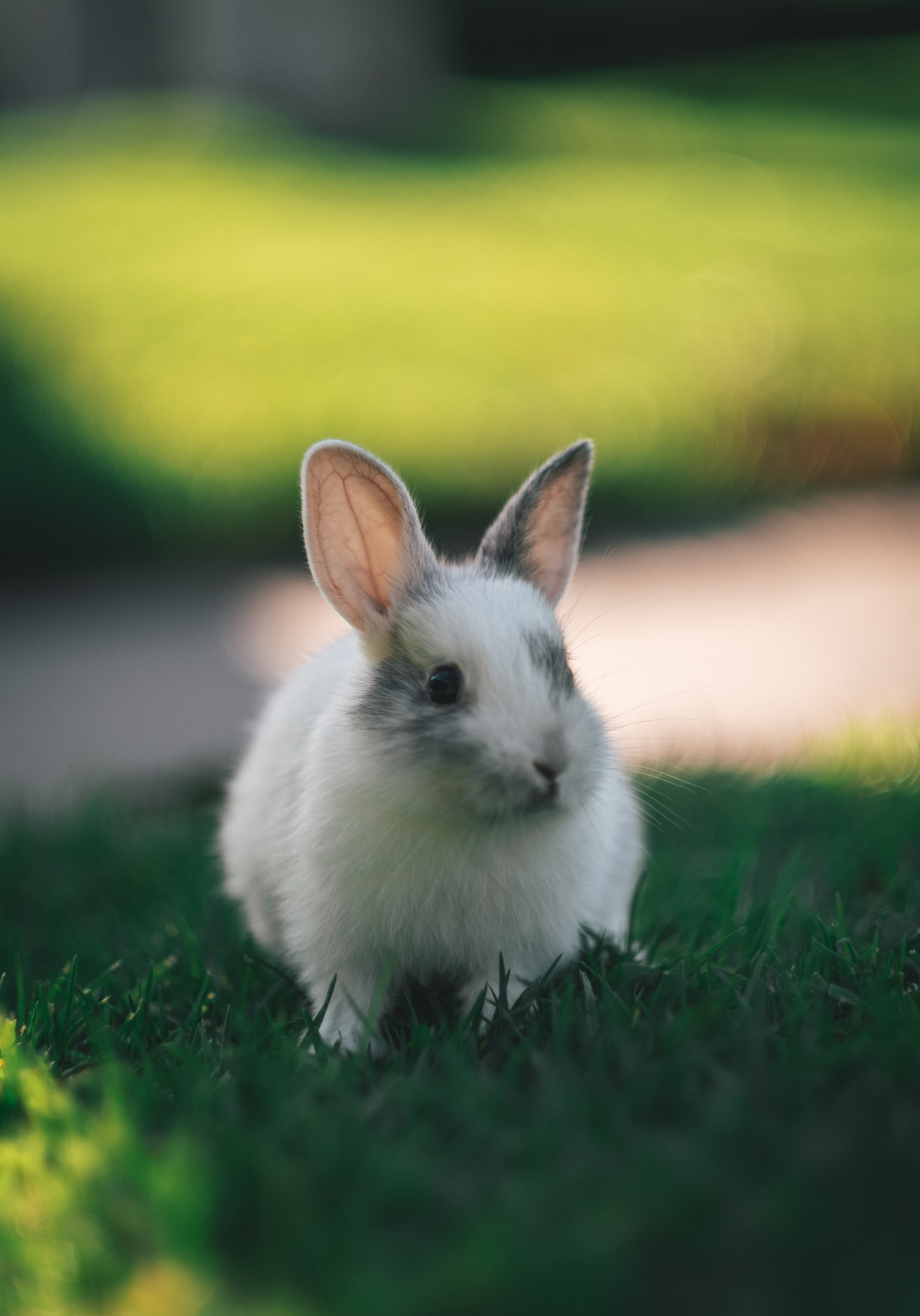 fluffy, nice, animals, grass, sweetheart, rabbit HD wallpaper