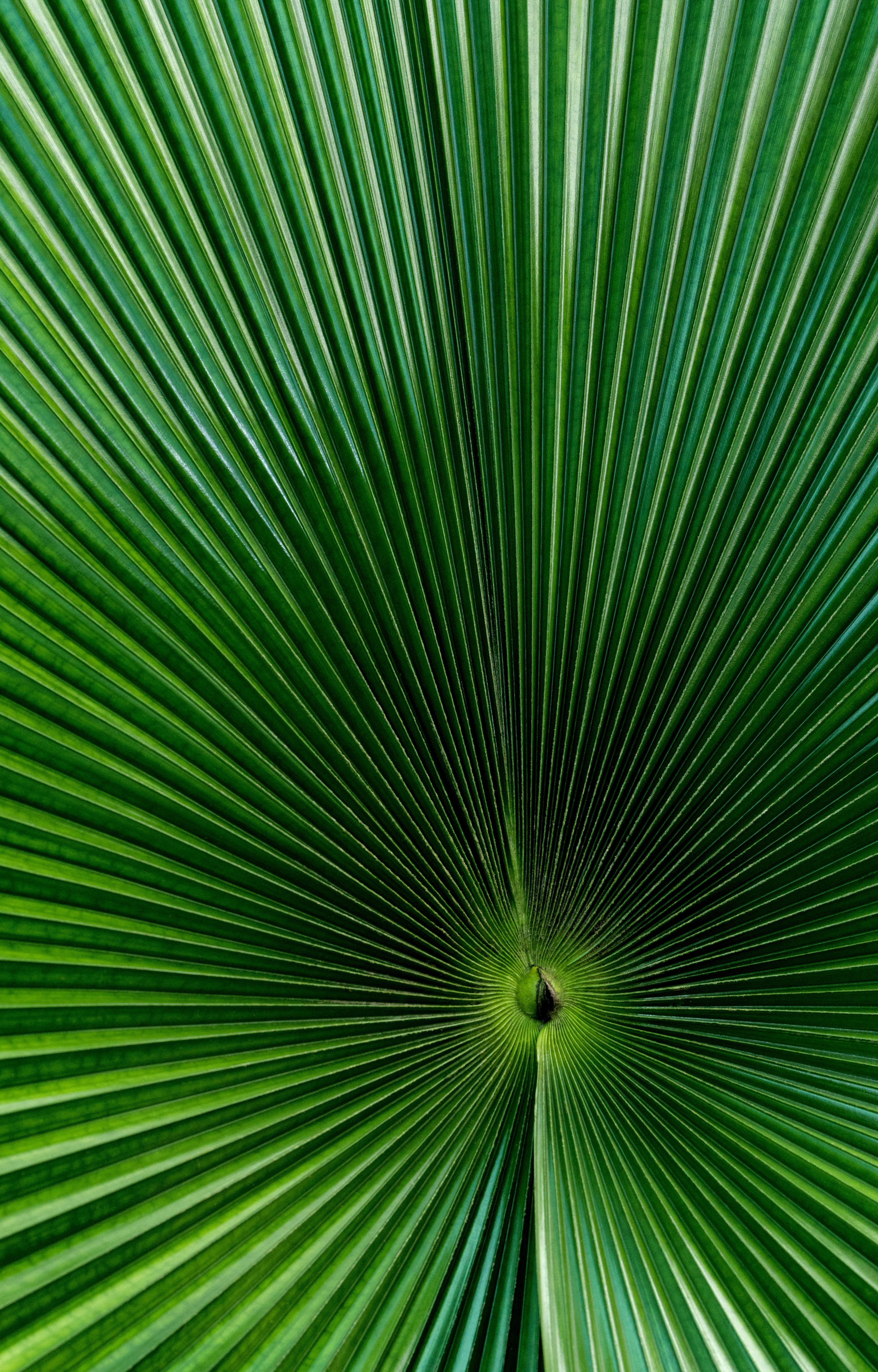 green, macro, surface, palm, sheet, leaf