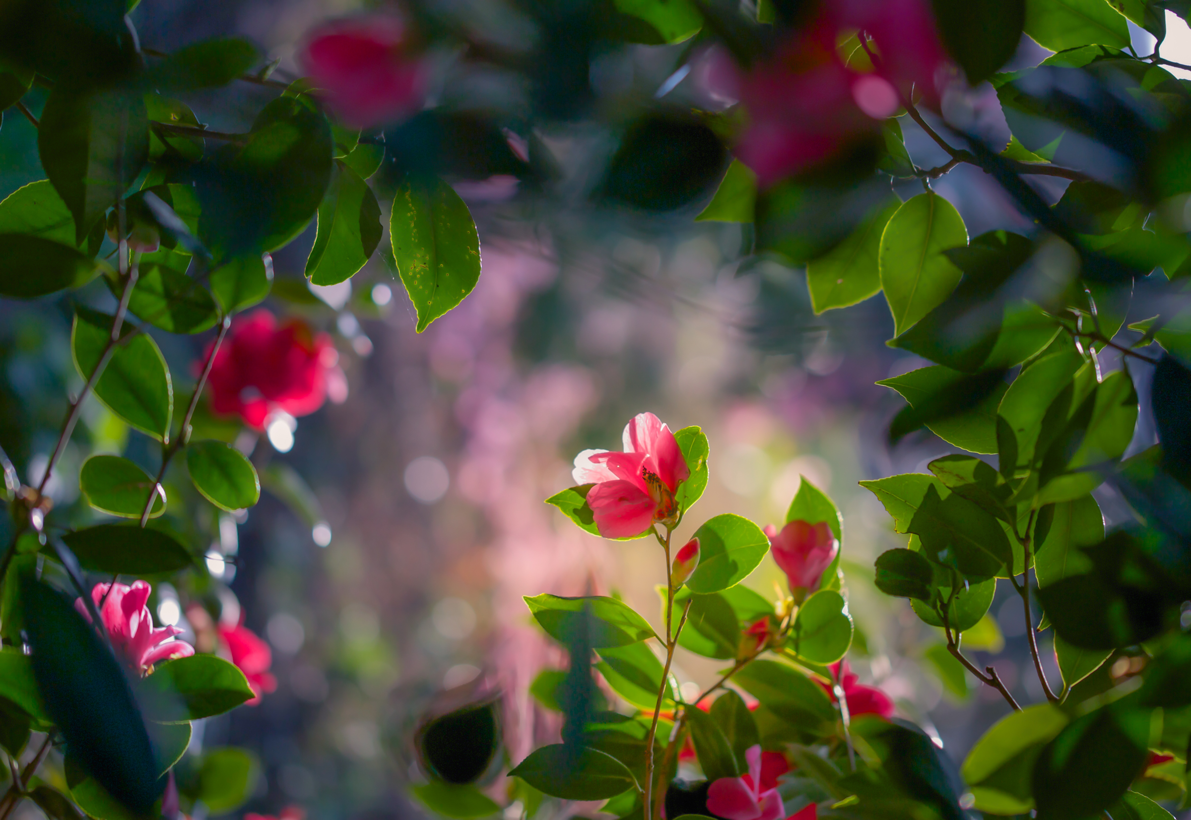 flower, earth, camellia, leaf, nature, pink flower, flowers Phone Background