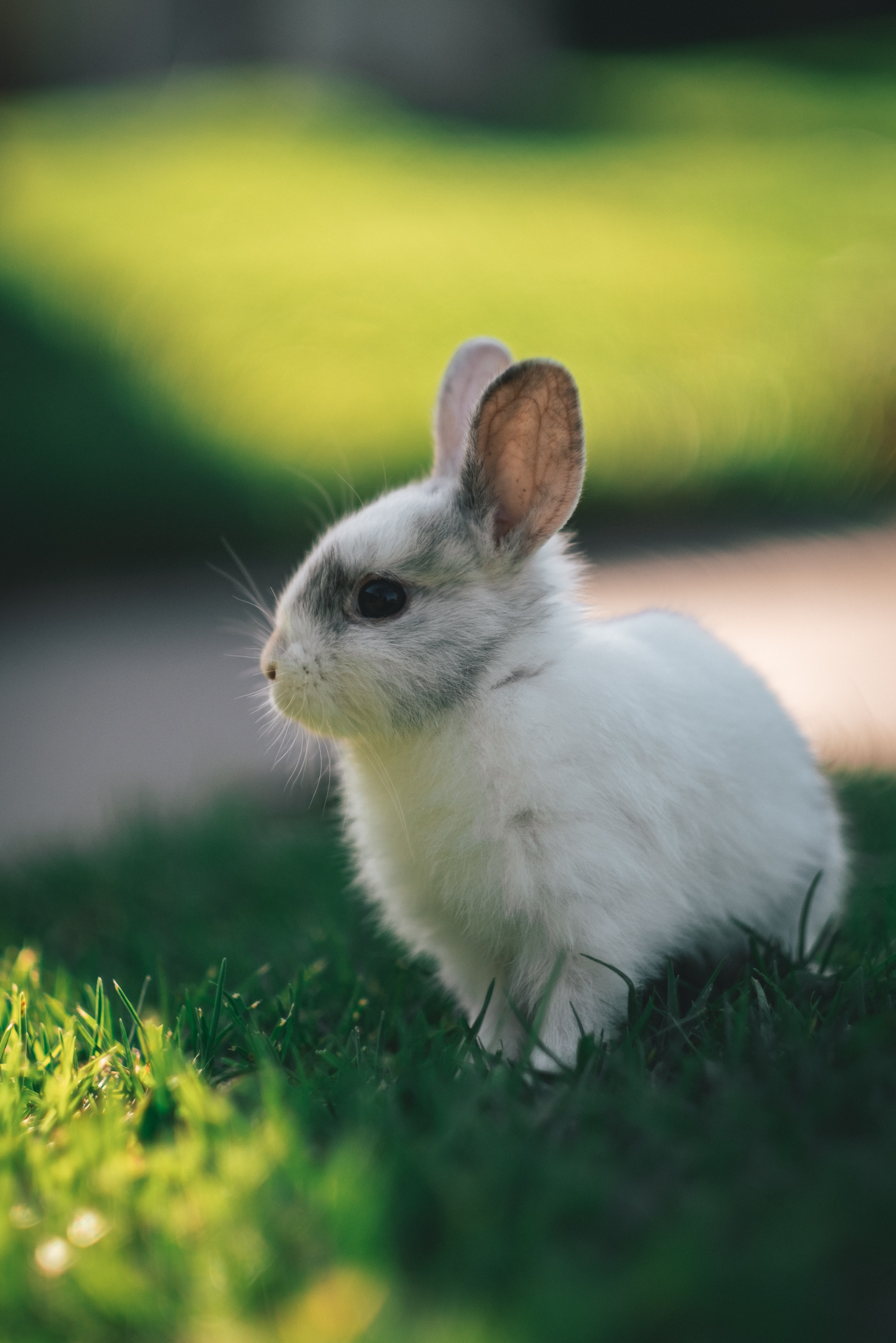 Download mobile wallpaper Profile, Sweetheart, Animals, Animal, Nice, Rabbit for free.