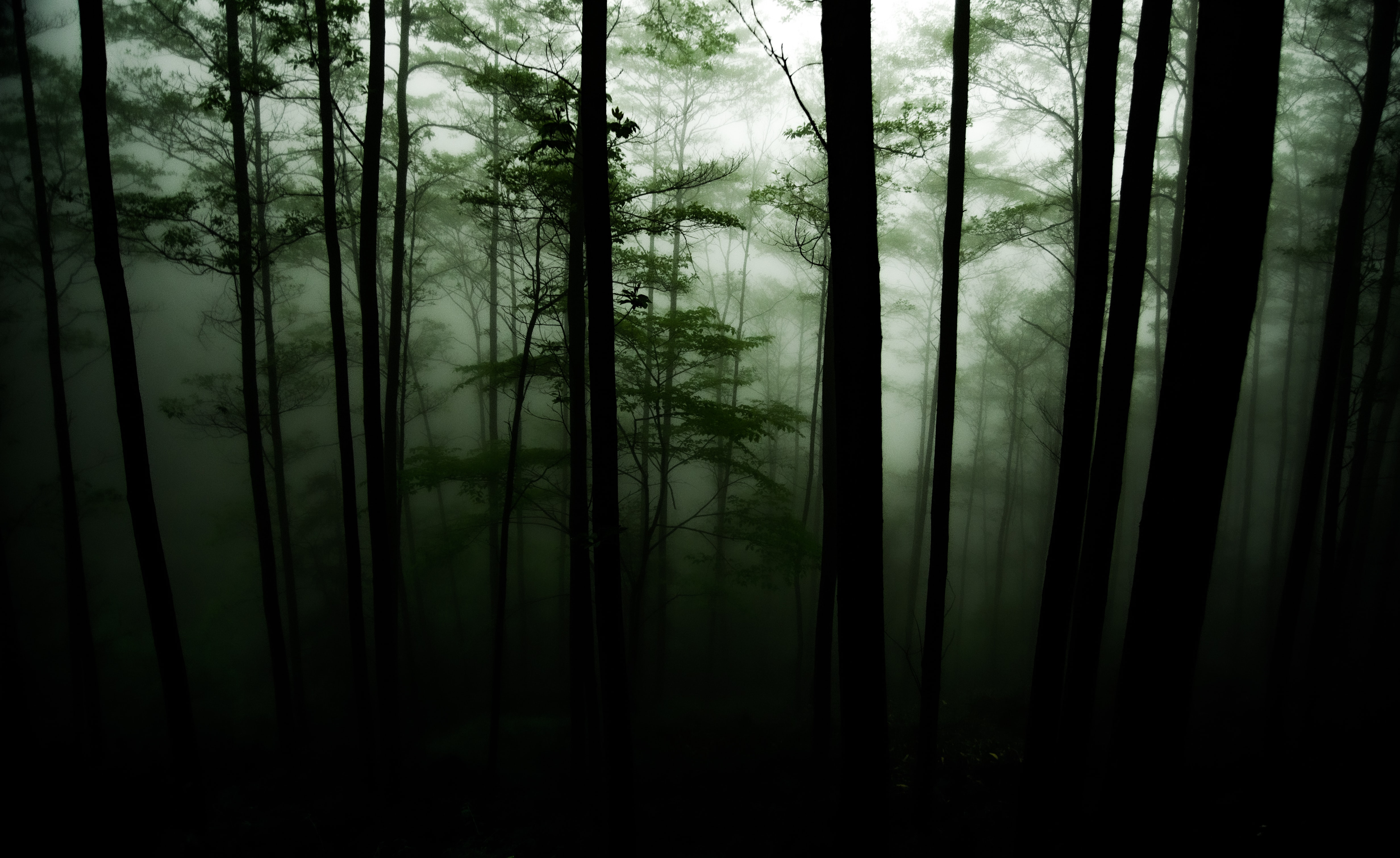 Download mobile wallpaper Fog, Trees, Nature, Forest, Darkness for free.