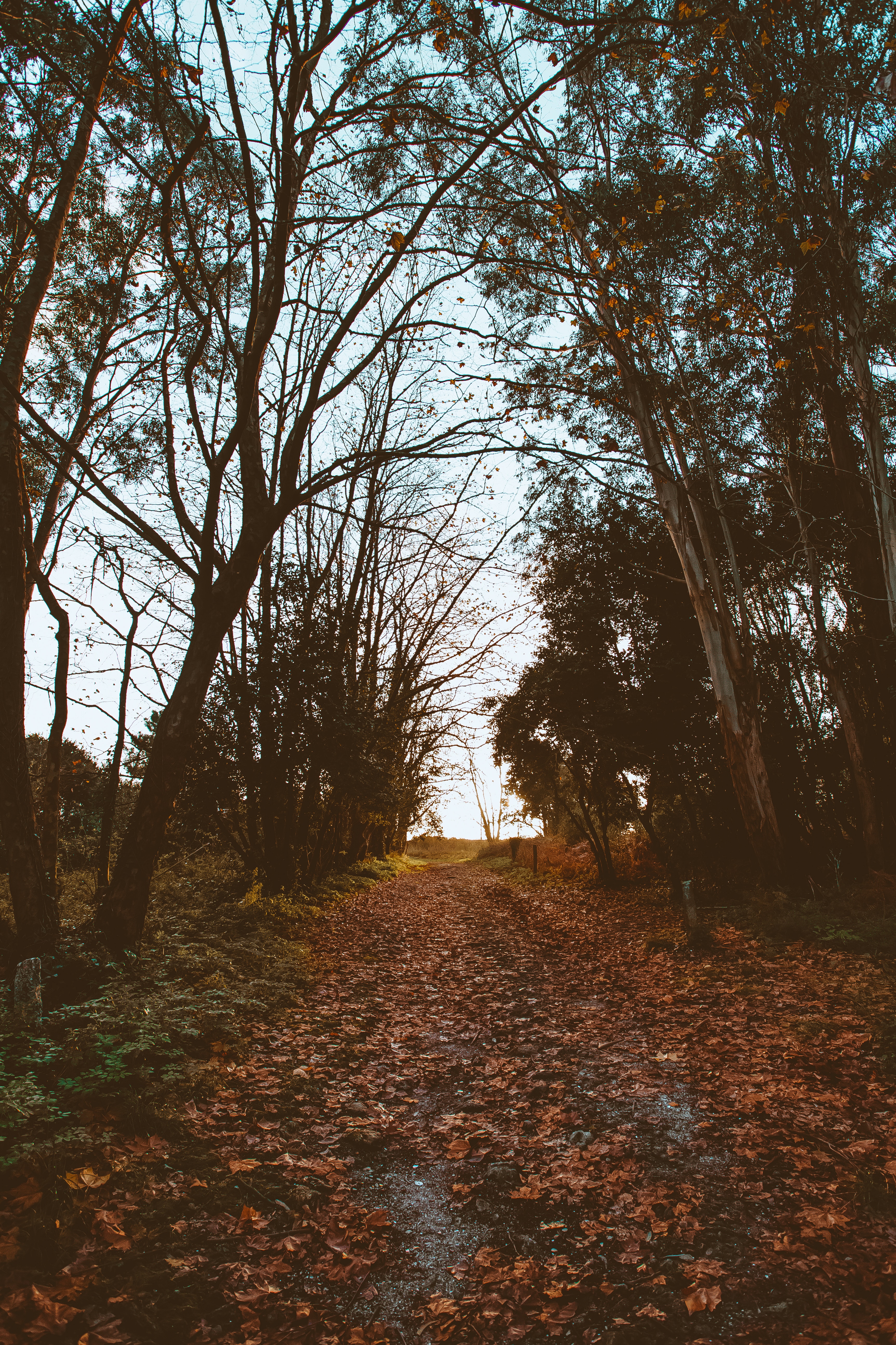 autumn, track, nature, trees, foliage phone wallpaper
