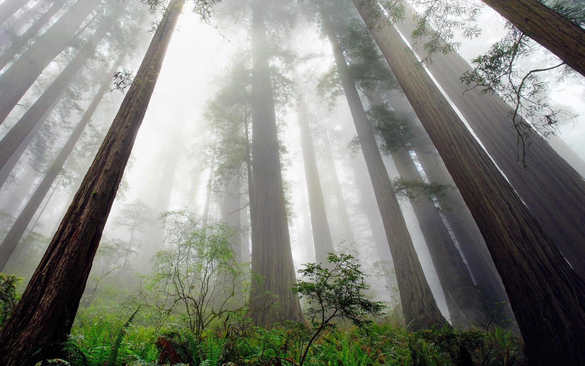 Скачати мобільні шпалери Природа, Ліс, Дерево, Туман, Земля, Секвоя безкоштовно.