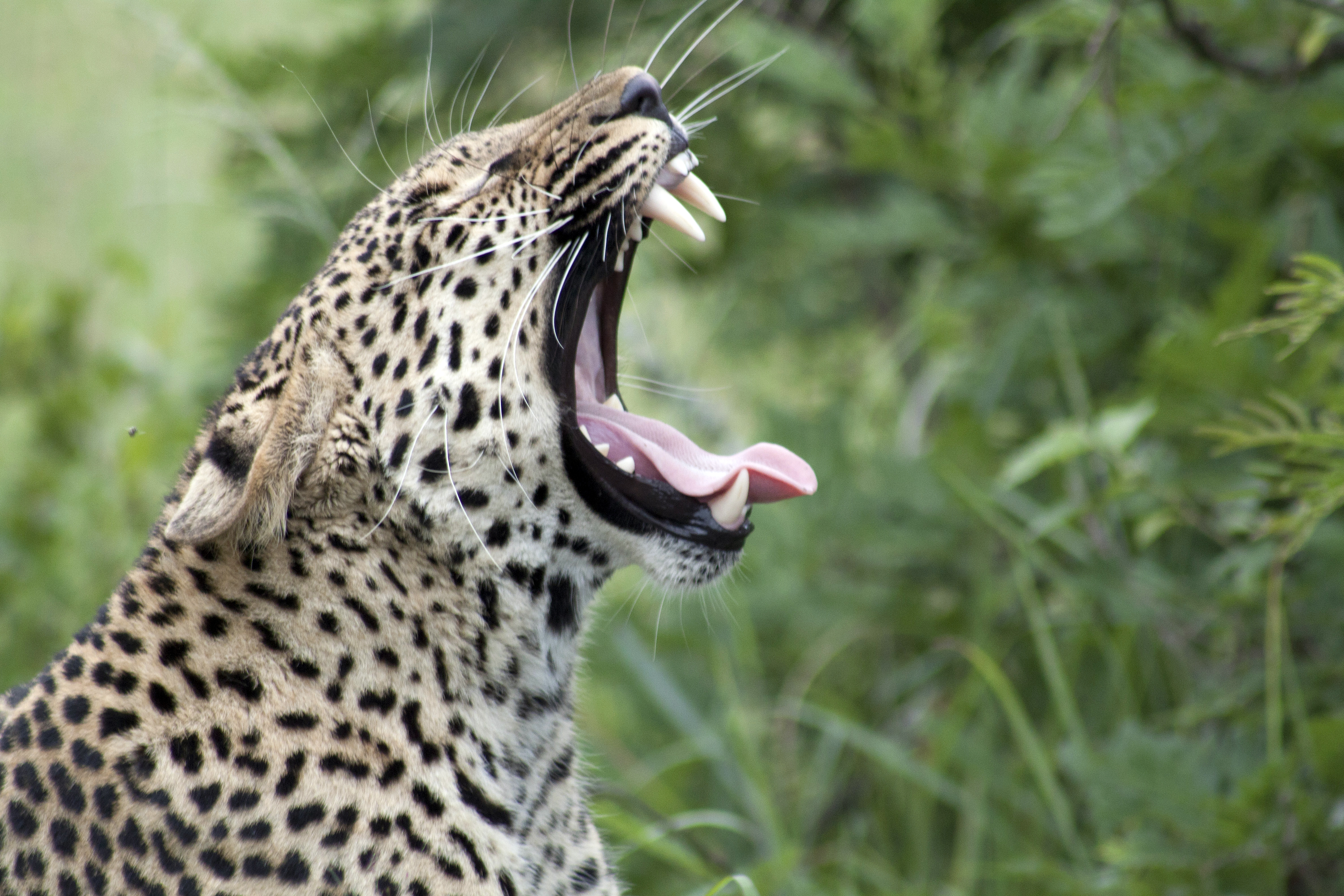 animals, leopard, predator, big cat, protruding tongue, tongue stuck out, zev, throat 32K