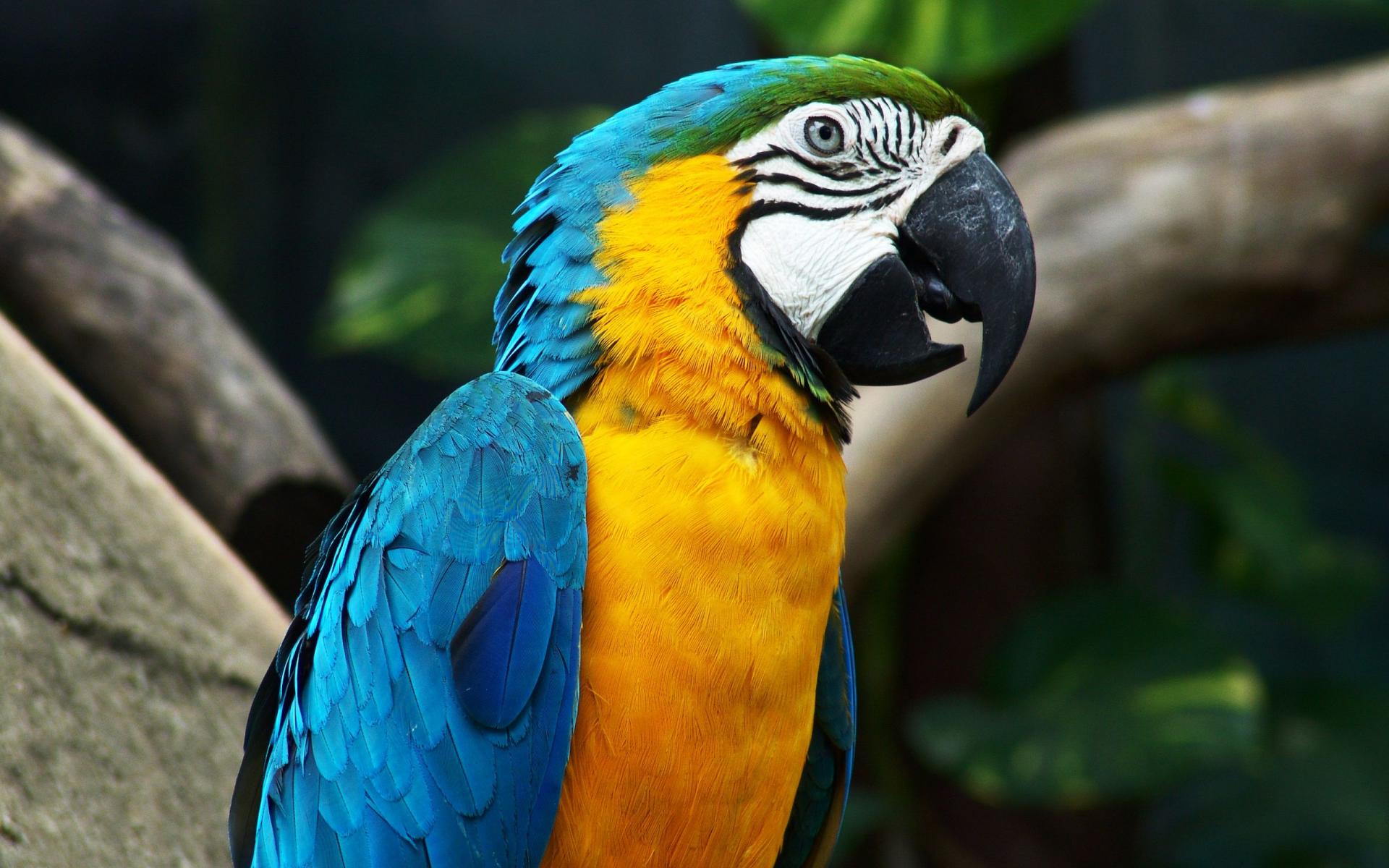 animal, blue and yellow macaw, bird, blue, colorful, macaw, parrot, yellow, birds