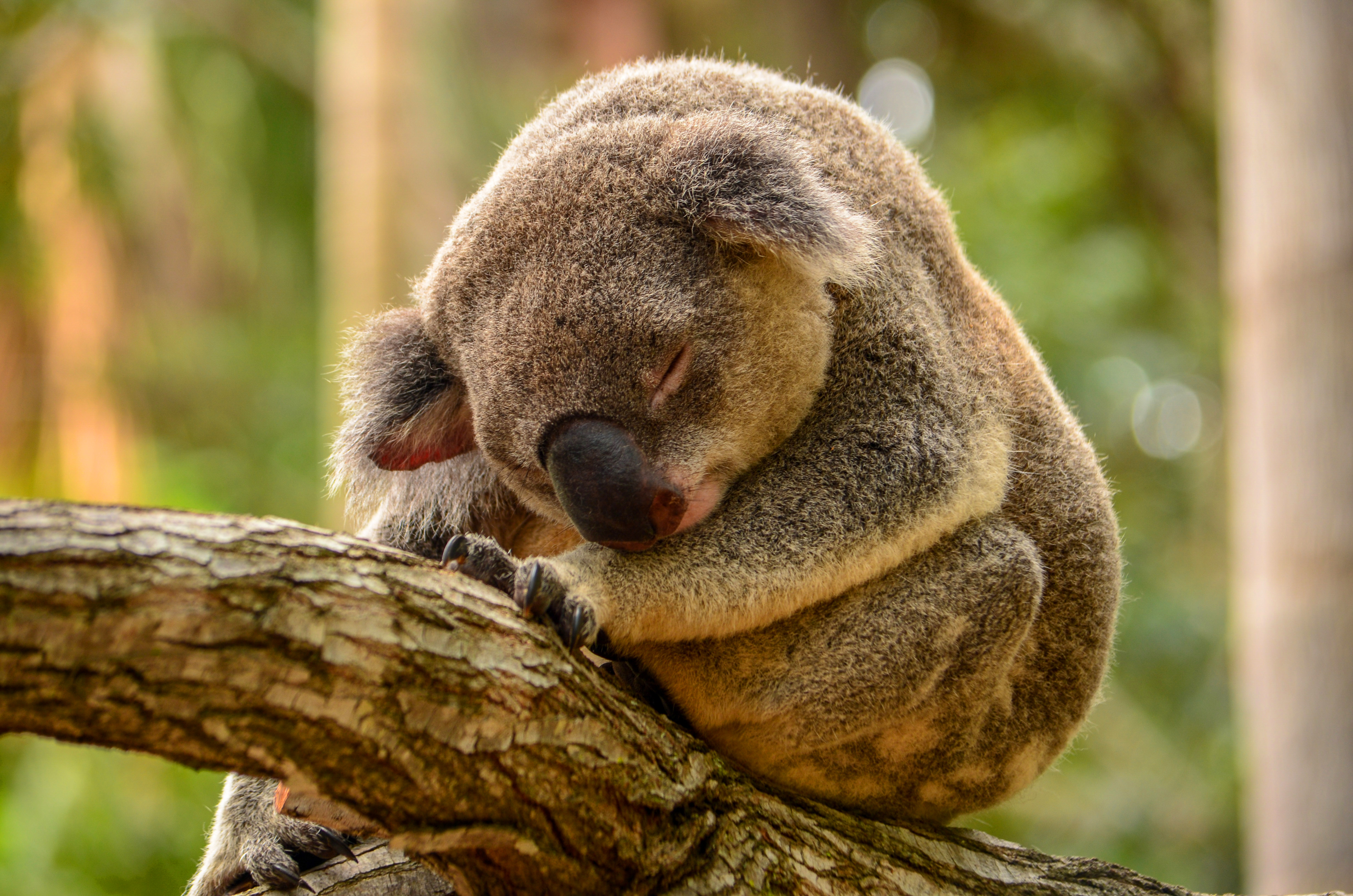 670244 Hintergrundbild herunterladen tiere, koala, bokeh, ast, schlafen - Bildschirmschoner und Bilder kostenlos