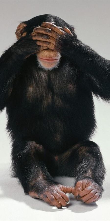 Шимпанзе конечности. Лапа обезьяны. Лапа шимпанзе.