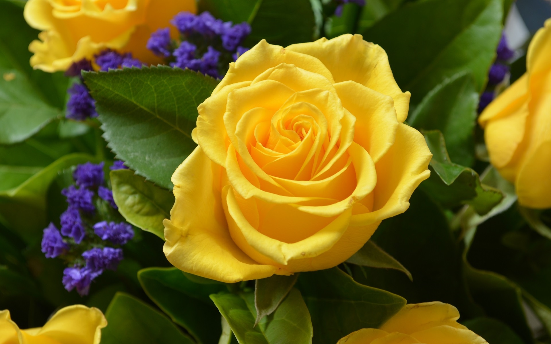 356816壁紙のダウンロード春, 黄色いバラ, 薔薇, 地球, 花, 自然, 黄色い花, フラワーズ-スクリーンセーバーと写真を無料で