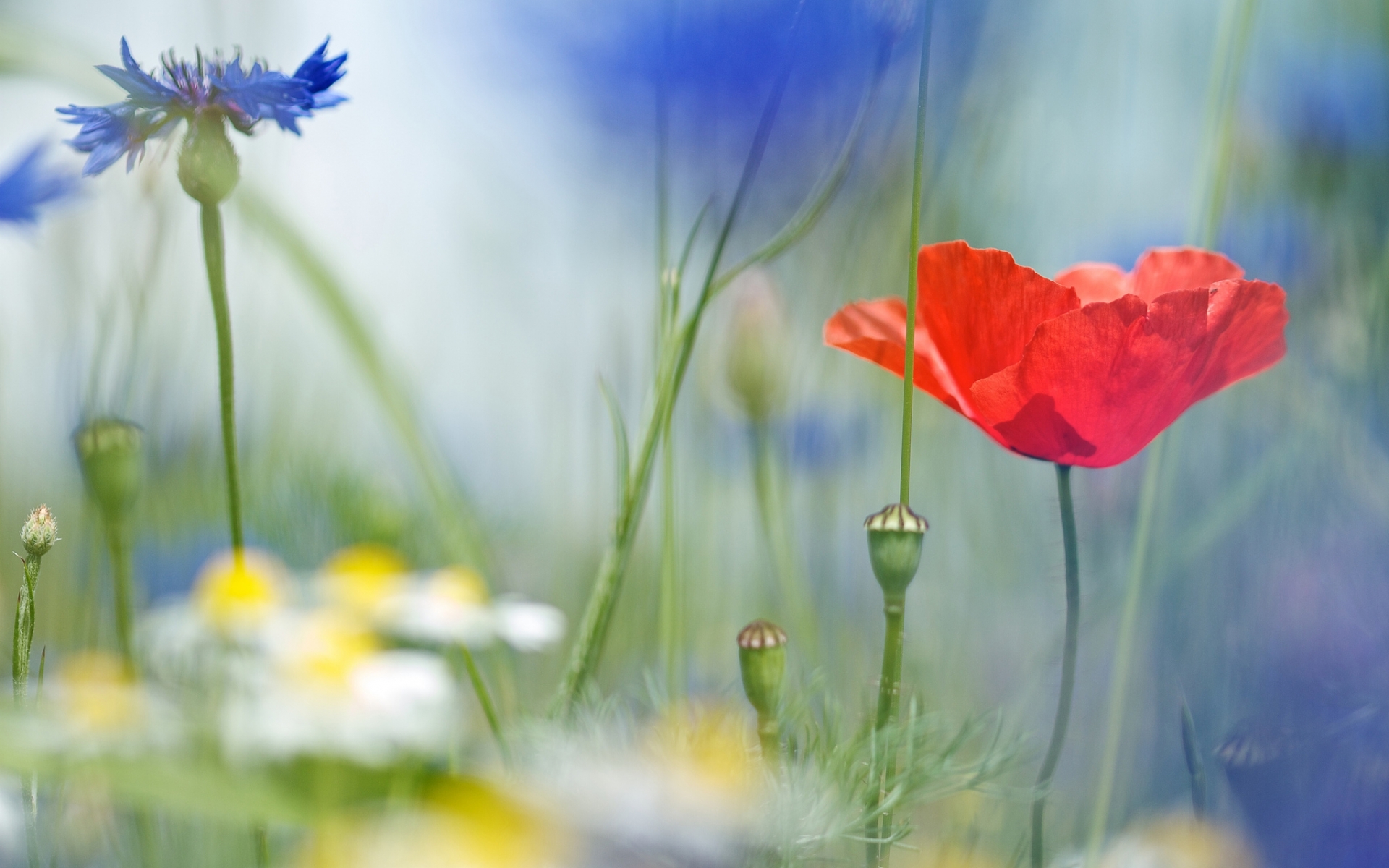 Free download wallpaper Plants, Flowers, Poppies on your PC desktop