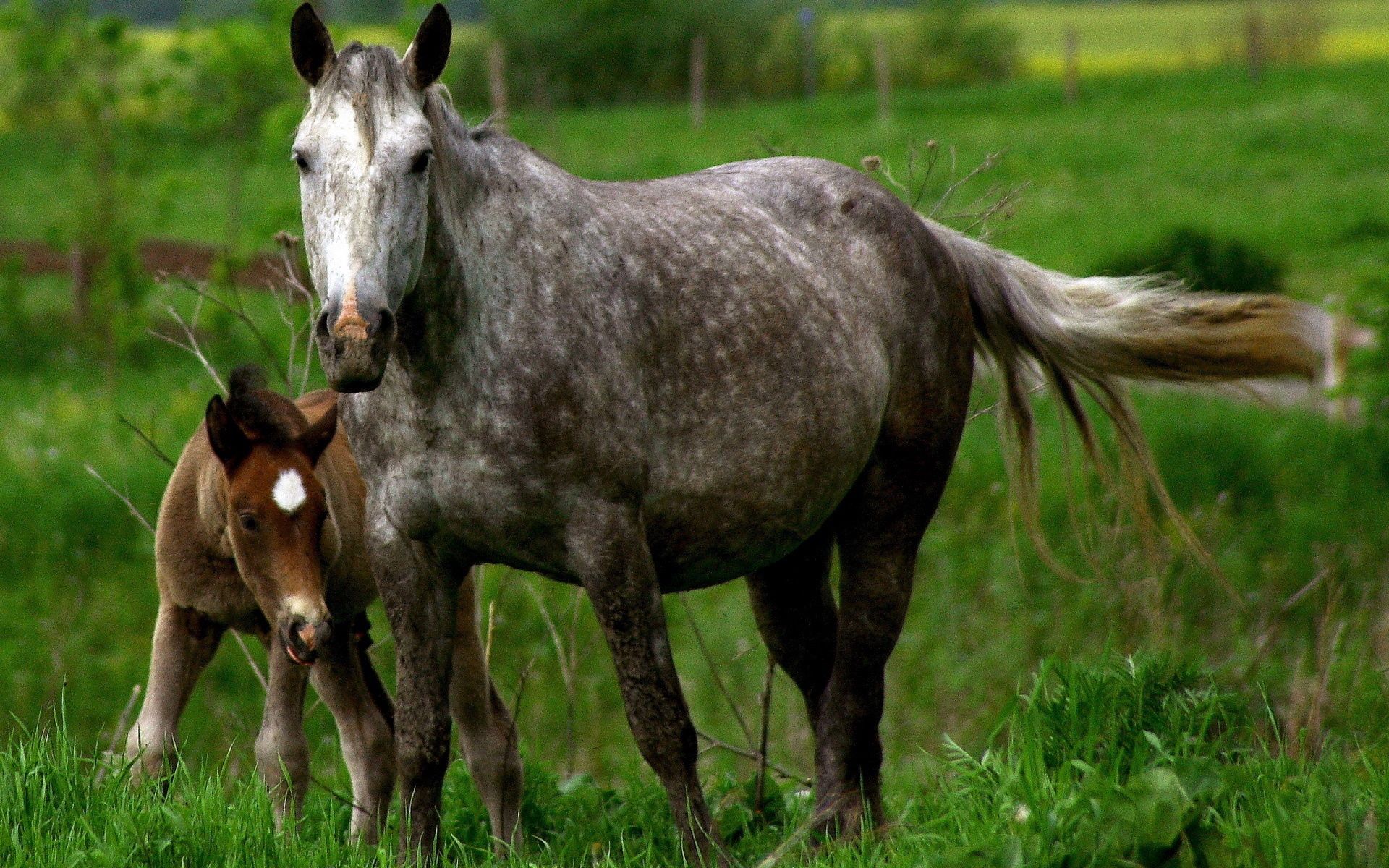 animals, grass, young, couple, pair, care, joey, horse, stallion